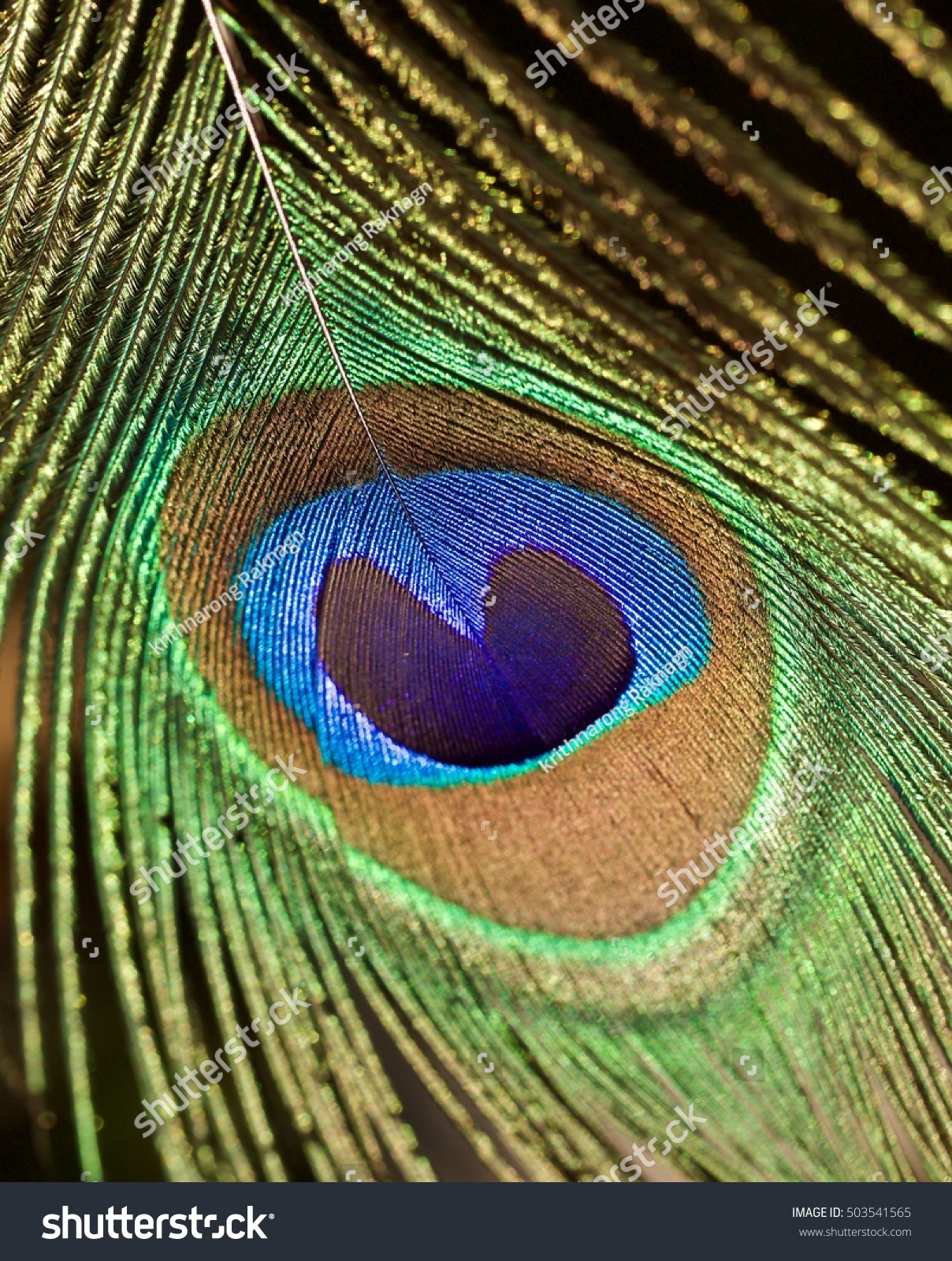 Close Up Peacock Feathers On Black Stock Photo 503541565 - Shutterstock