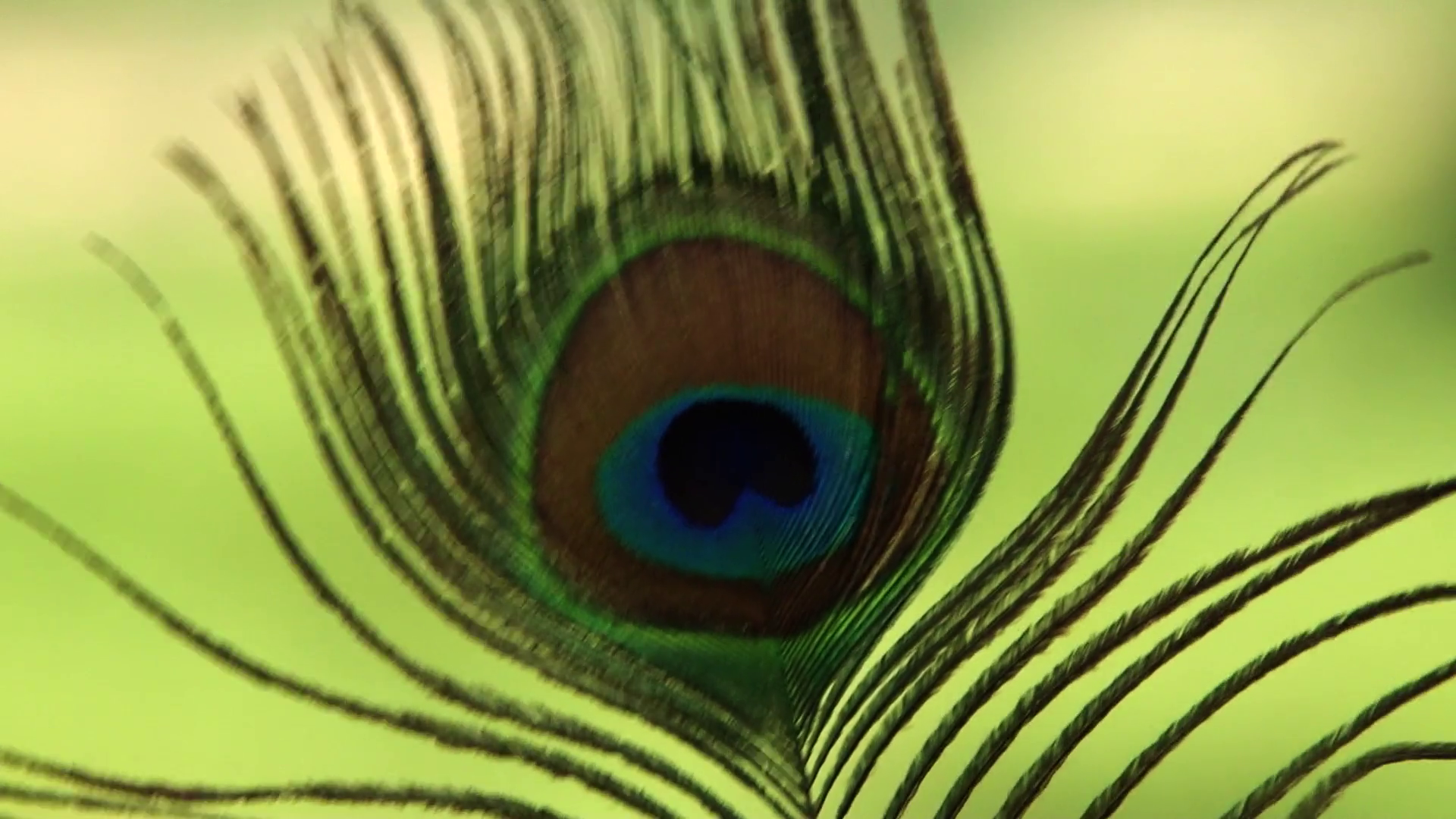 Closeup peacock feather Stock Video Footage - VideoBlocks