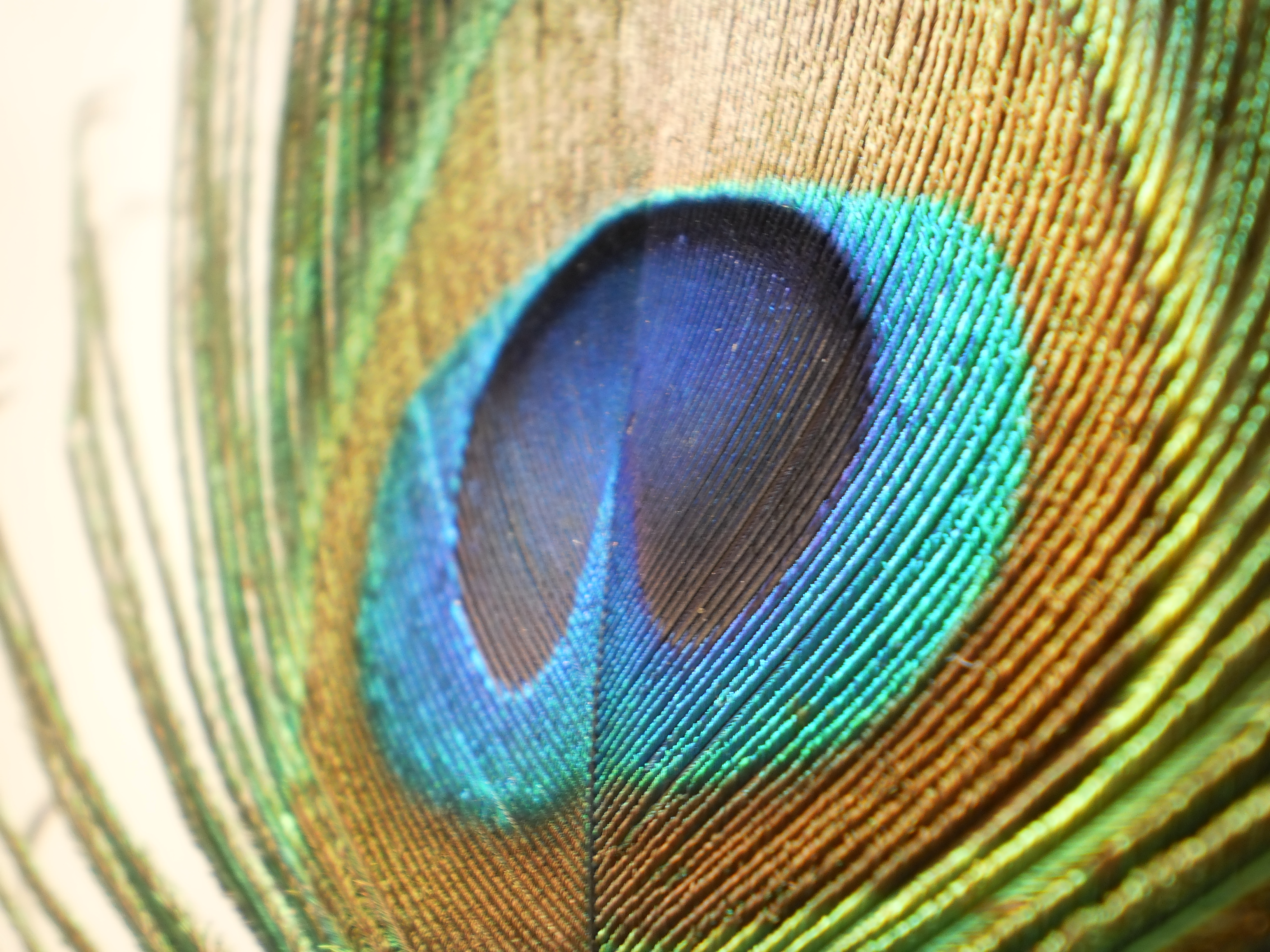 File:Peafowl-closeup-feather.jpg - Wikimedia Commons