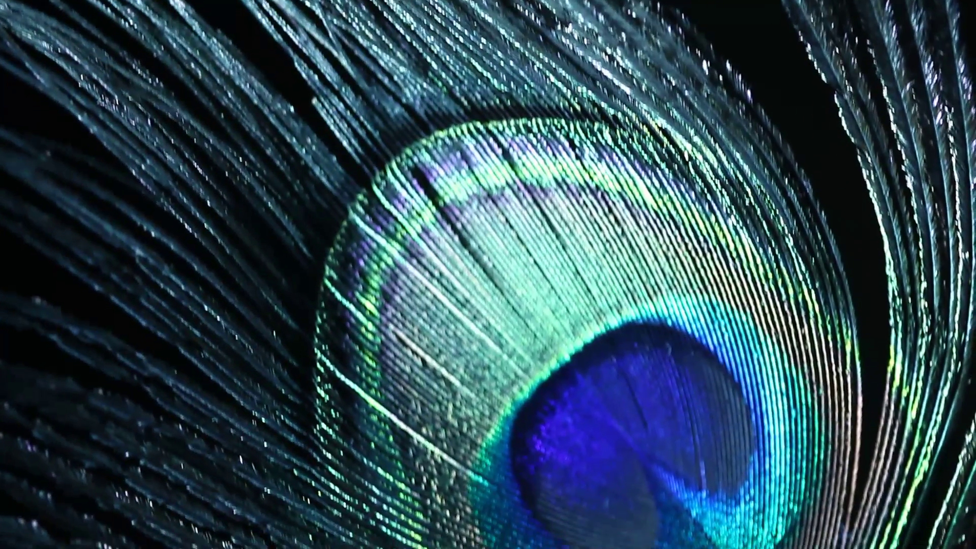Peacock feather closeup Stock Video Footage - VideoBlocks