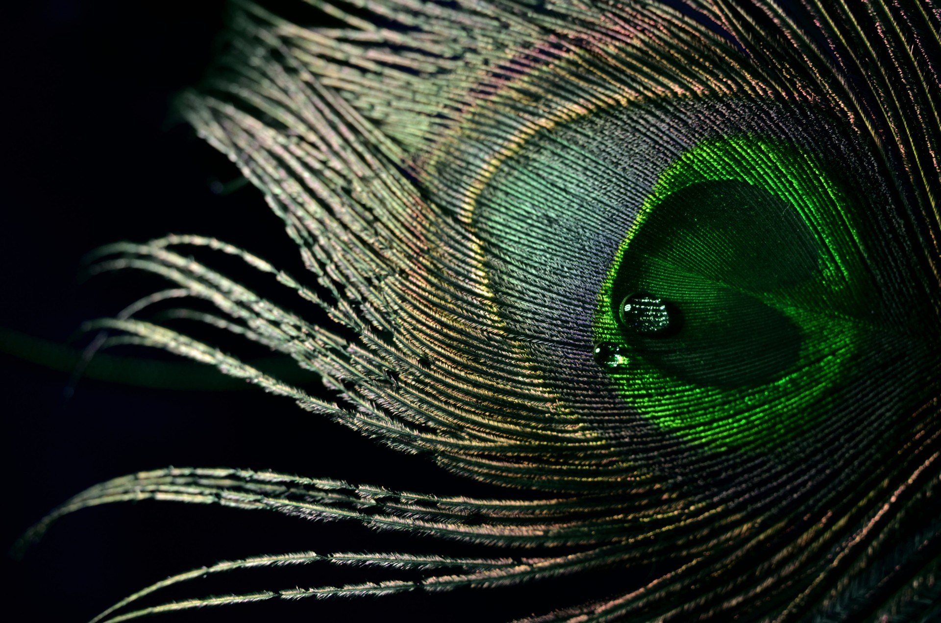 Feather Green Free Stock Photo - Public Domain Pictures