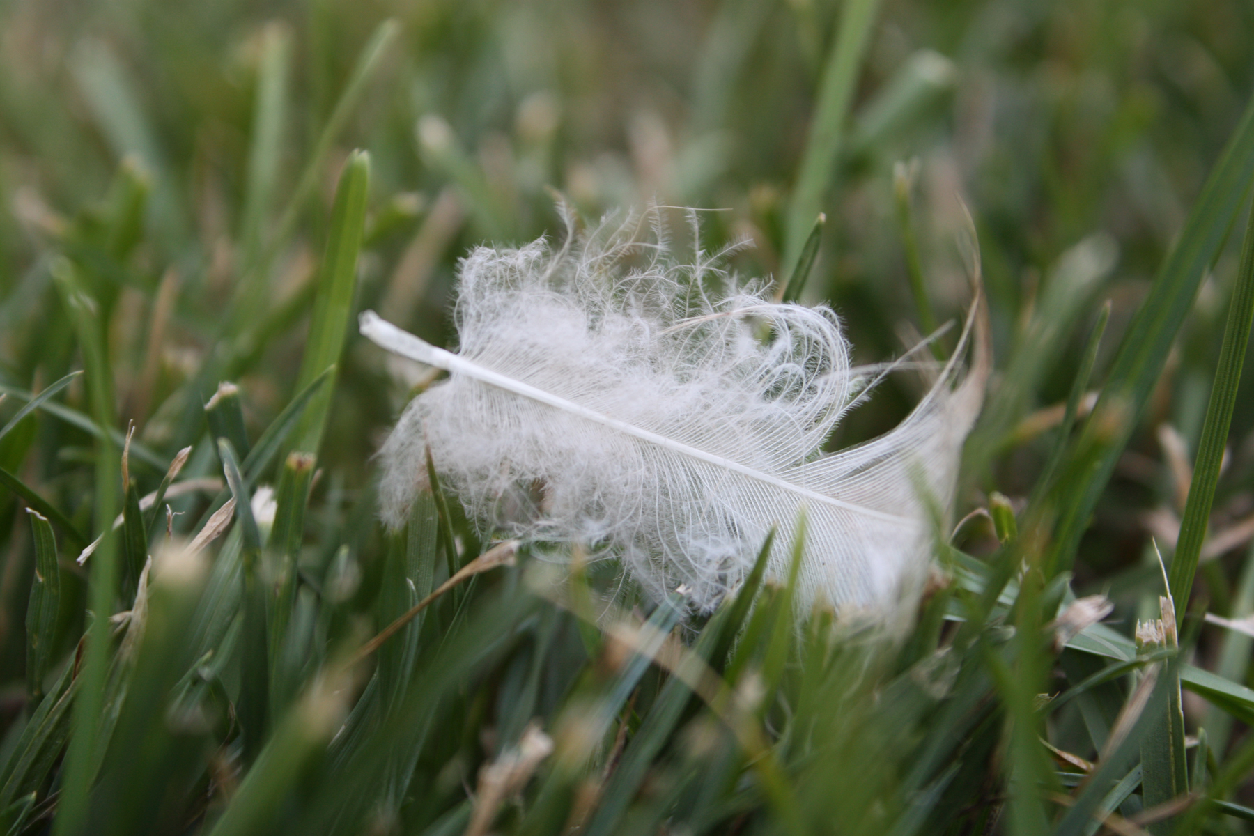 White Feather is the Grass | Signs of Angels