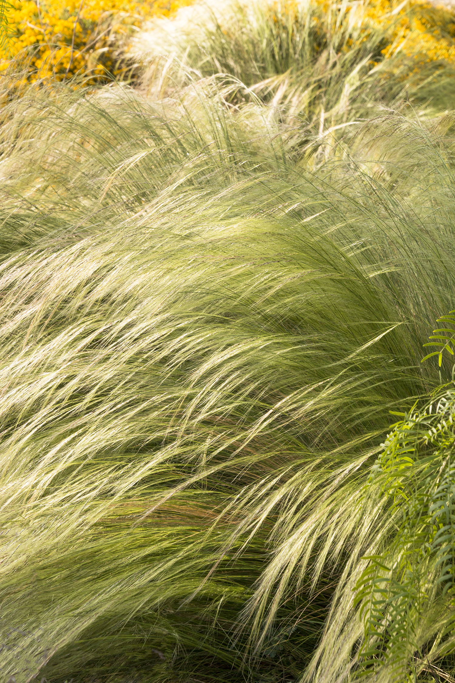 Mexican Feather Grass - Monrovia - Mexican Feather Grass