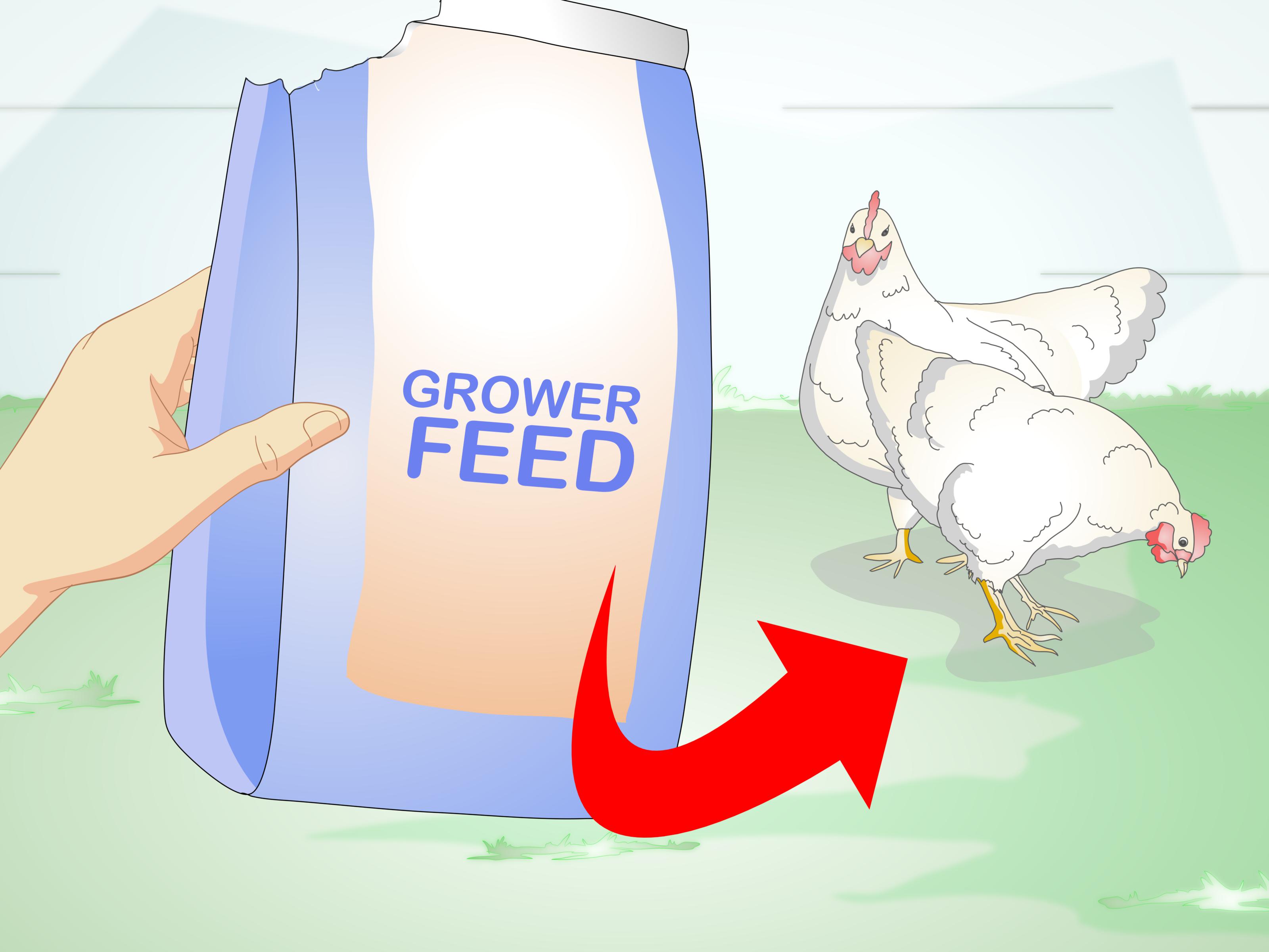 How to Feed Laying Hens: 11 Steps (with Pictures) - wikiHow
