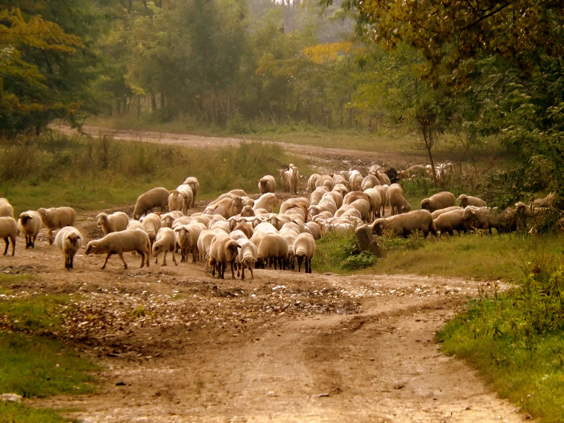 Feed, Animal, Herd, Herding, Sheep, HQ Photo