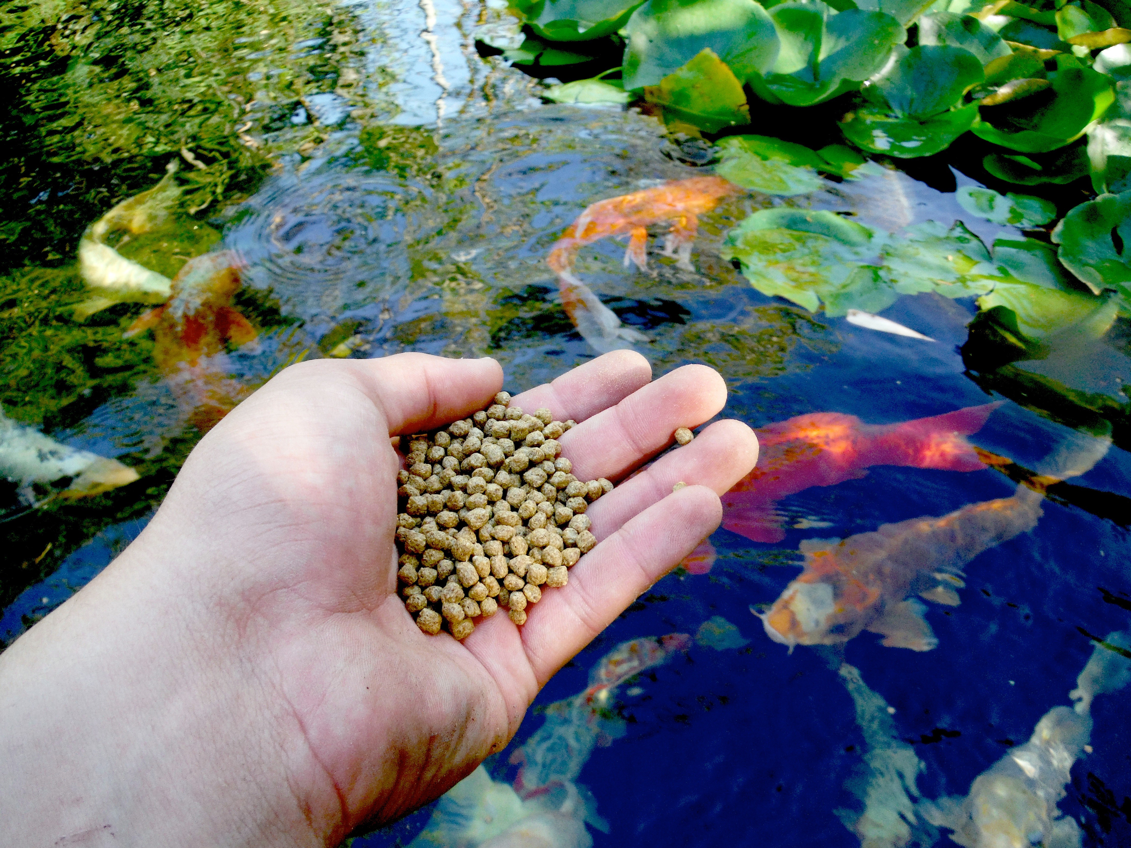 Feeding Fish During Cold Weather