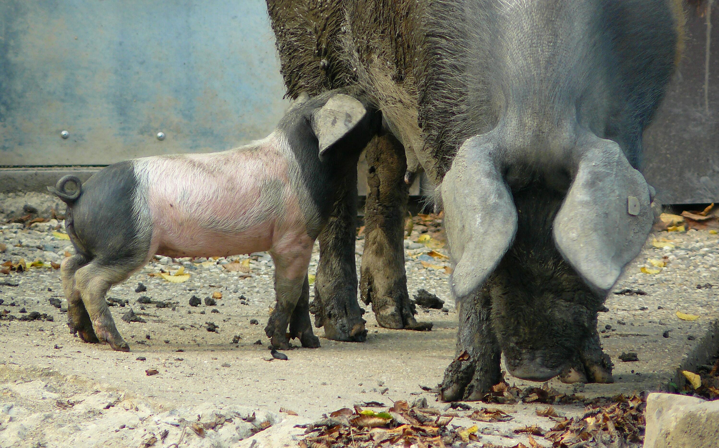 Feed, Animal, Milk, Mother, Pig, HQ Photo