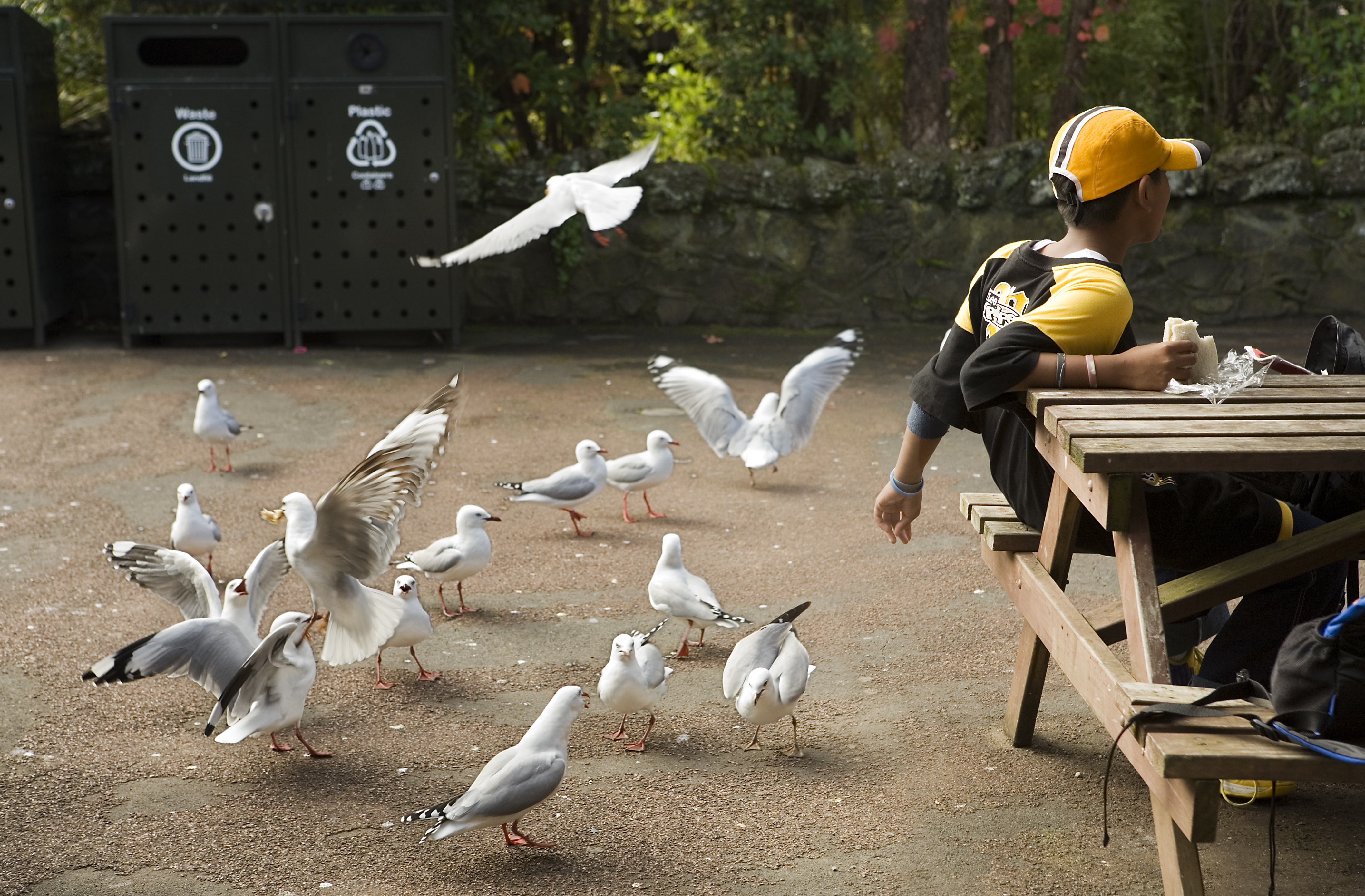 File:Child feeding seagulls, Auckland - 0442.jpg - Wikimedia Commons