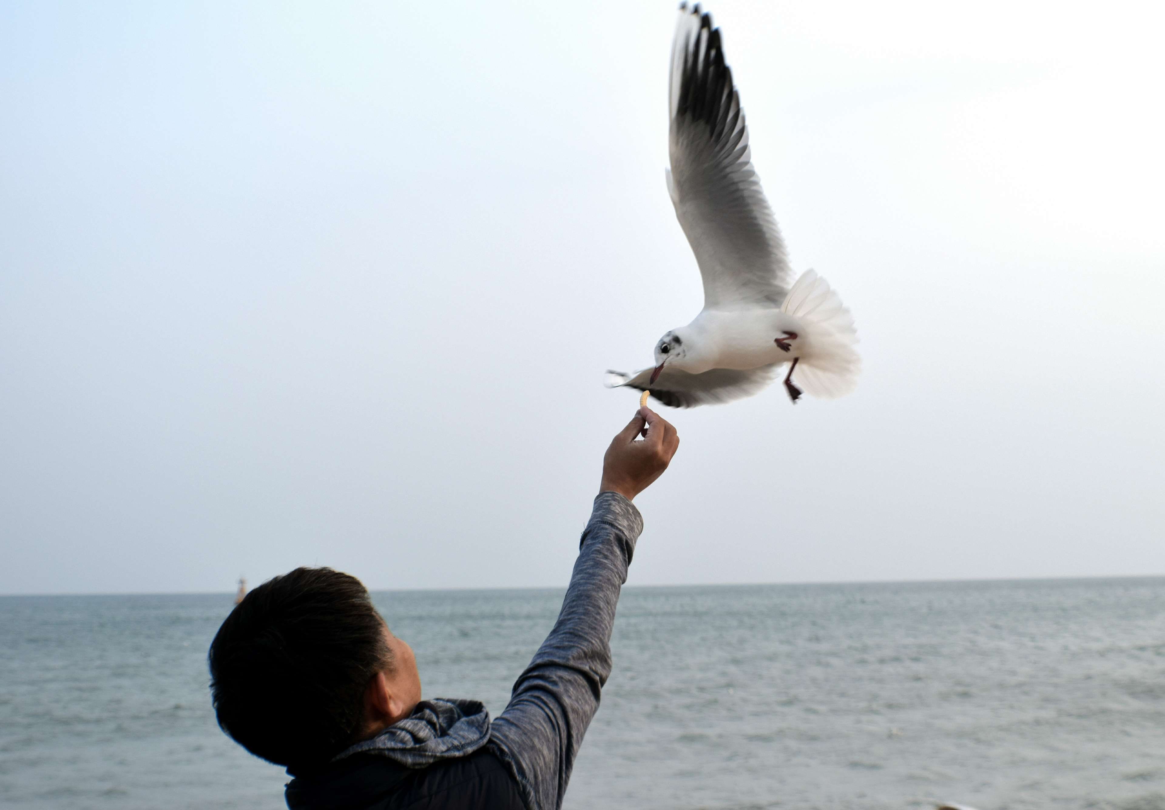 animal #beach #bird #busan #feed #feeding #gull #korea #man #ocean ...