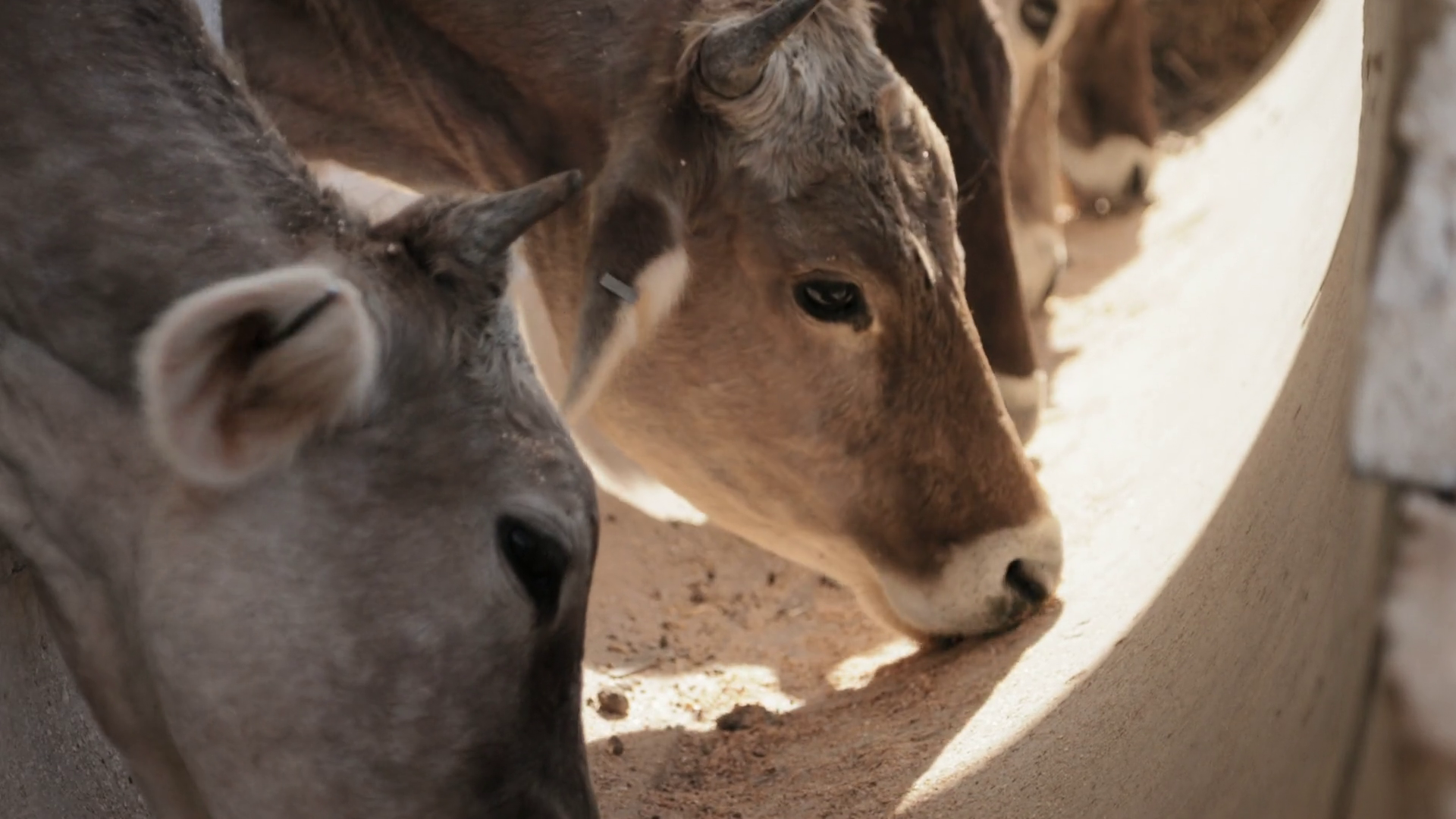 Cows Eating Food Animals In Farm Livestock Feeding Stock Video ...