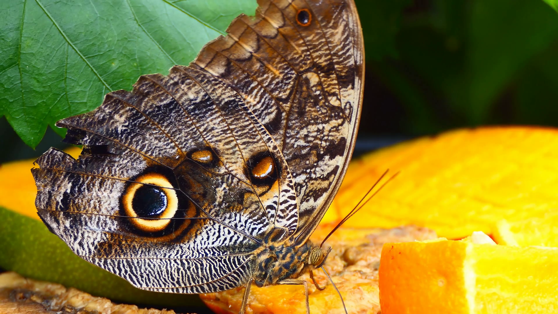 Close up of blue morpho butterfly feeding on citrus fruit Stock ...