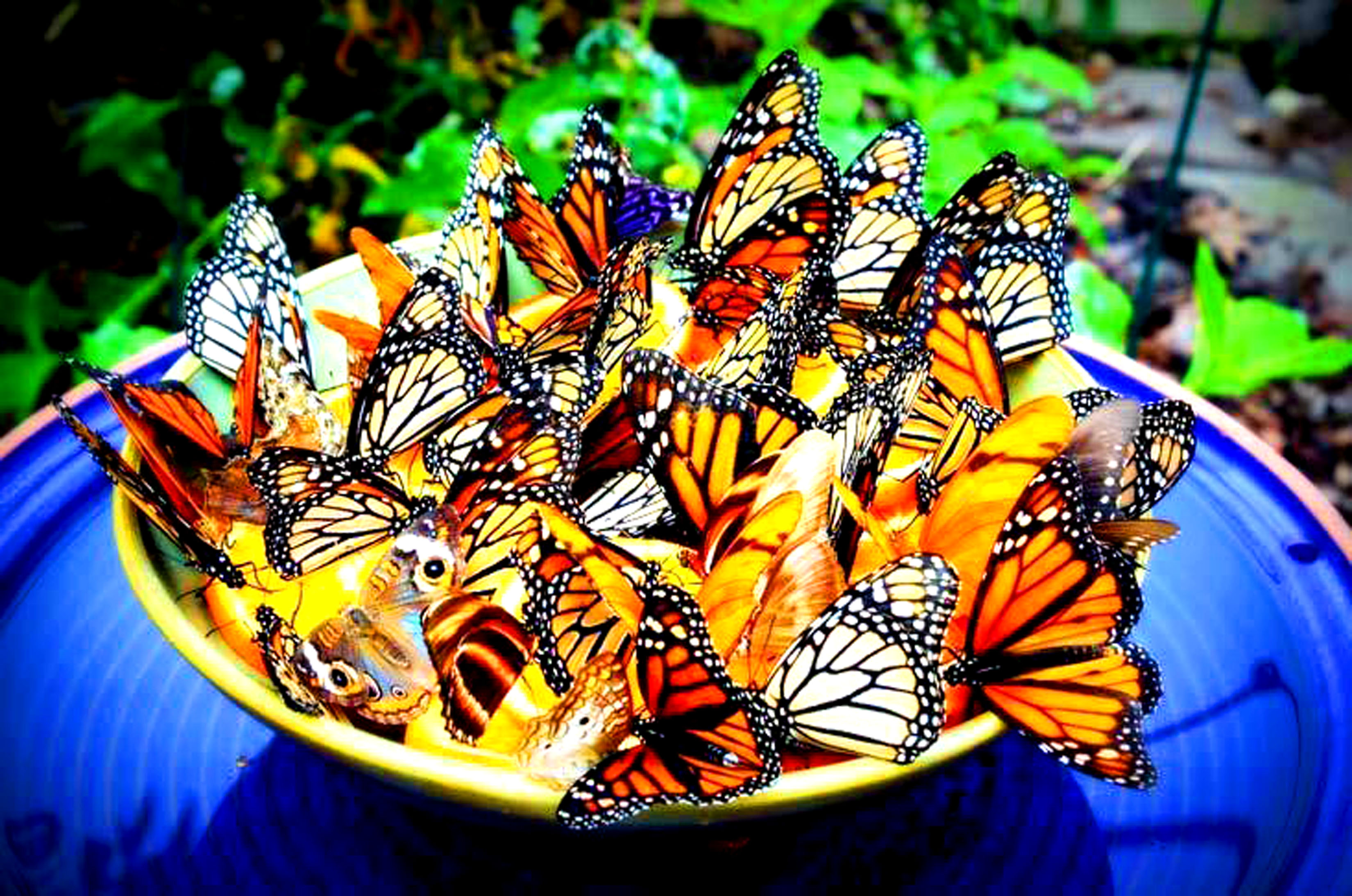 Feeding Butterflies | Ancient Earth Warriors