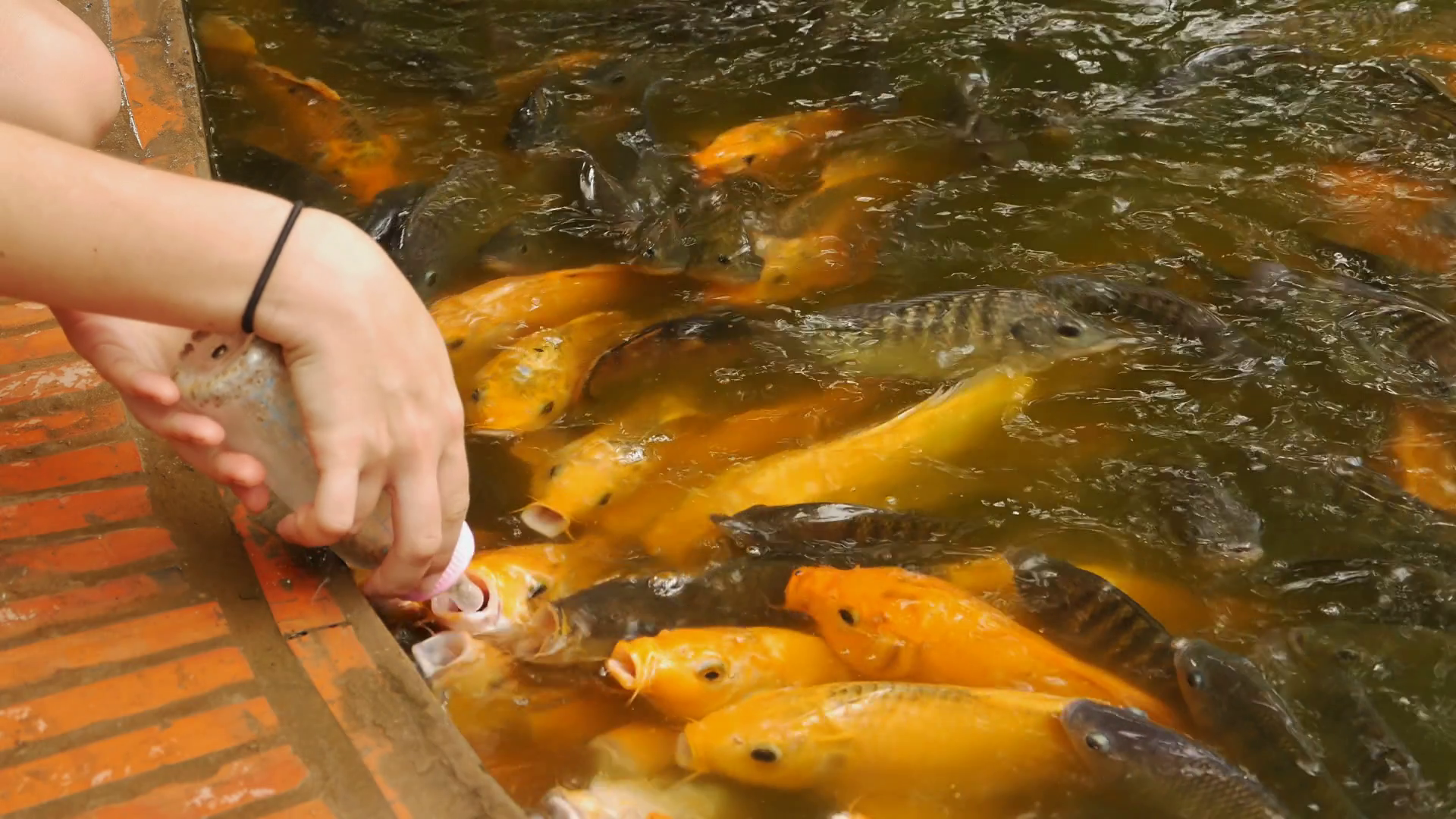 Feeding Koi fish with milk bottle in farm Stock Video Footage ...