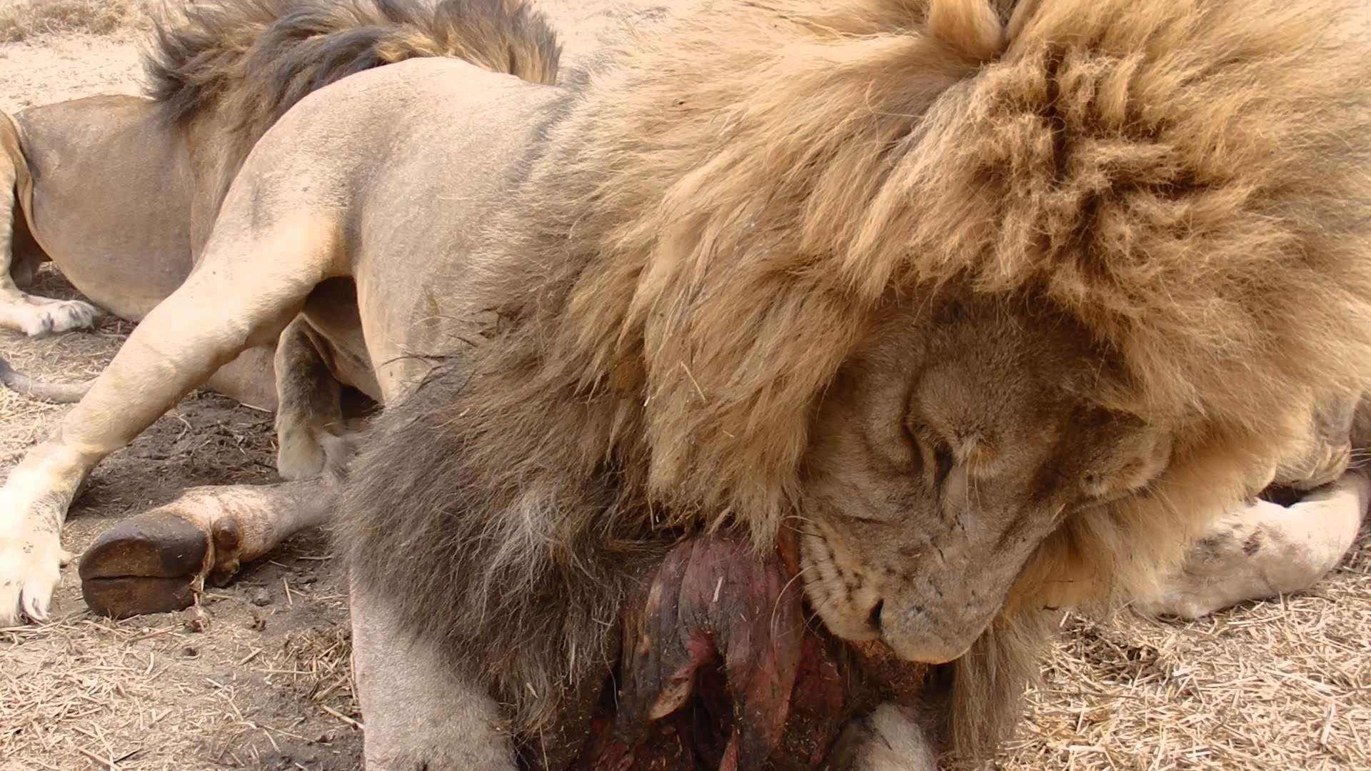 Feeding lion photo