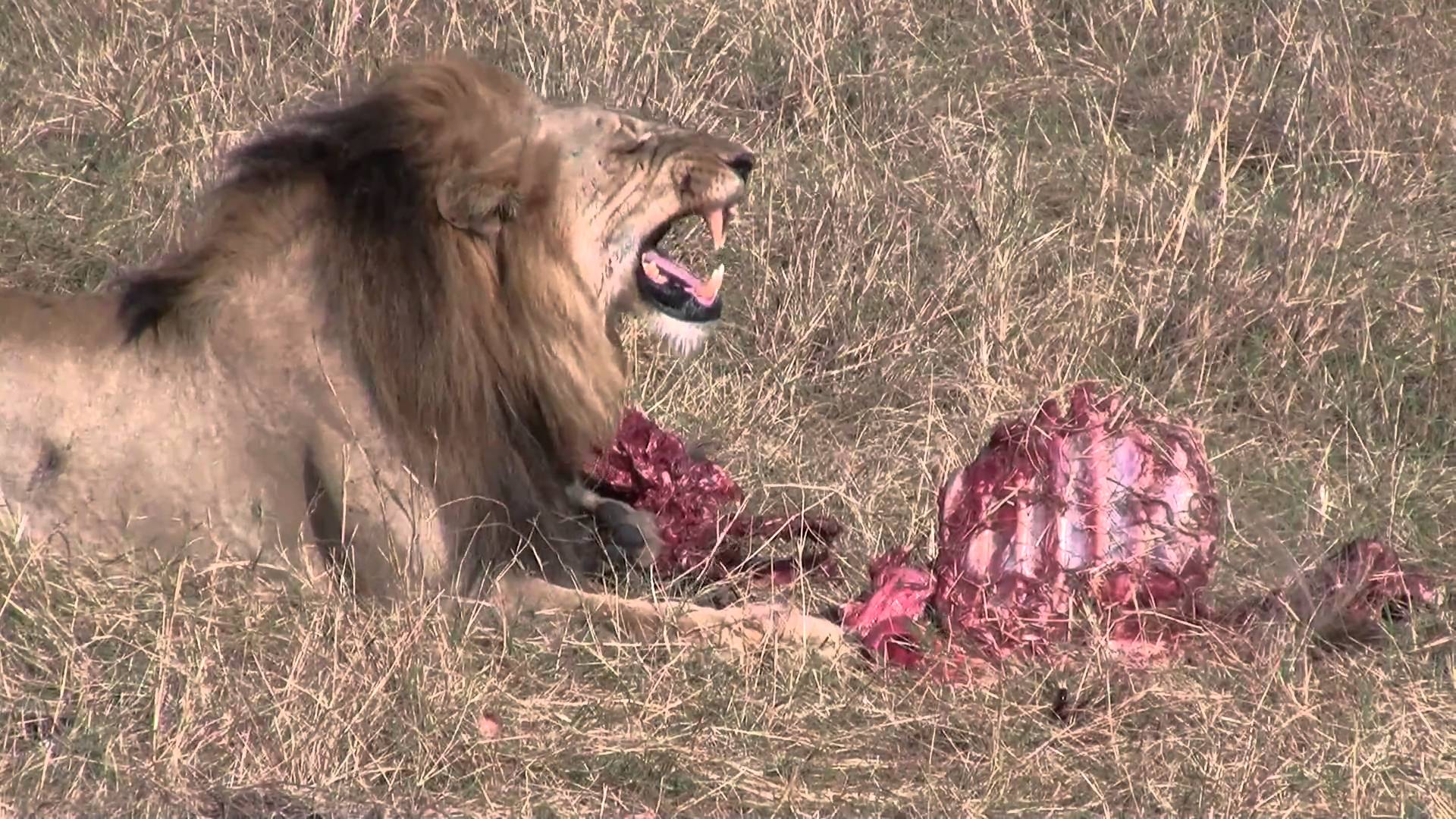 Male Lion feeding on tasty Wildebeest (Maasai Mara, Kenya) - YouTube