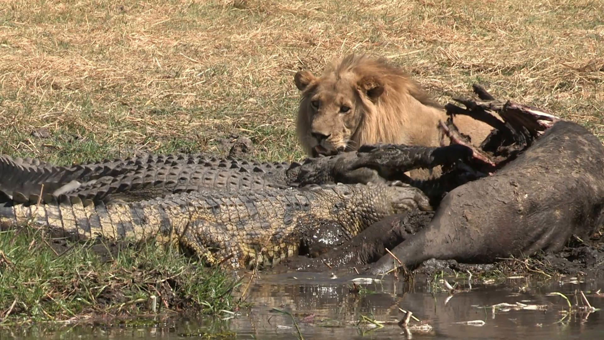 Male lion and crocodile feeding on buffalo carcass at waters edge ...