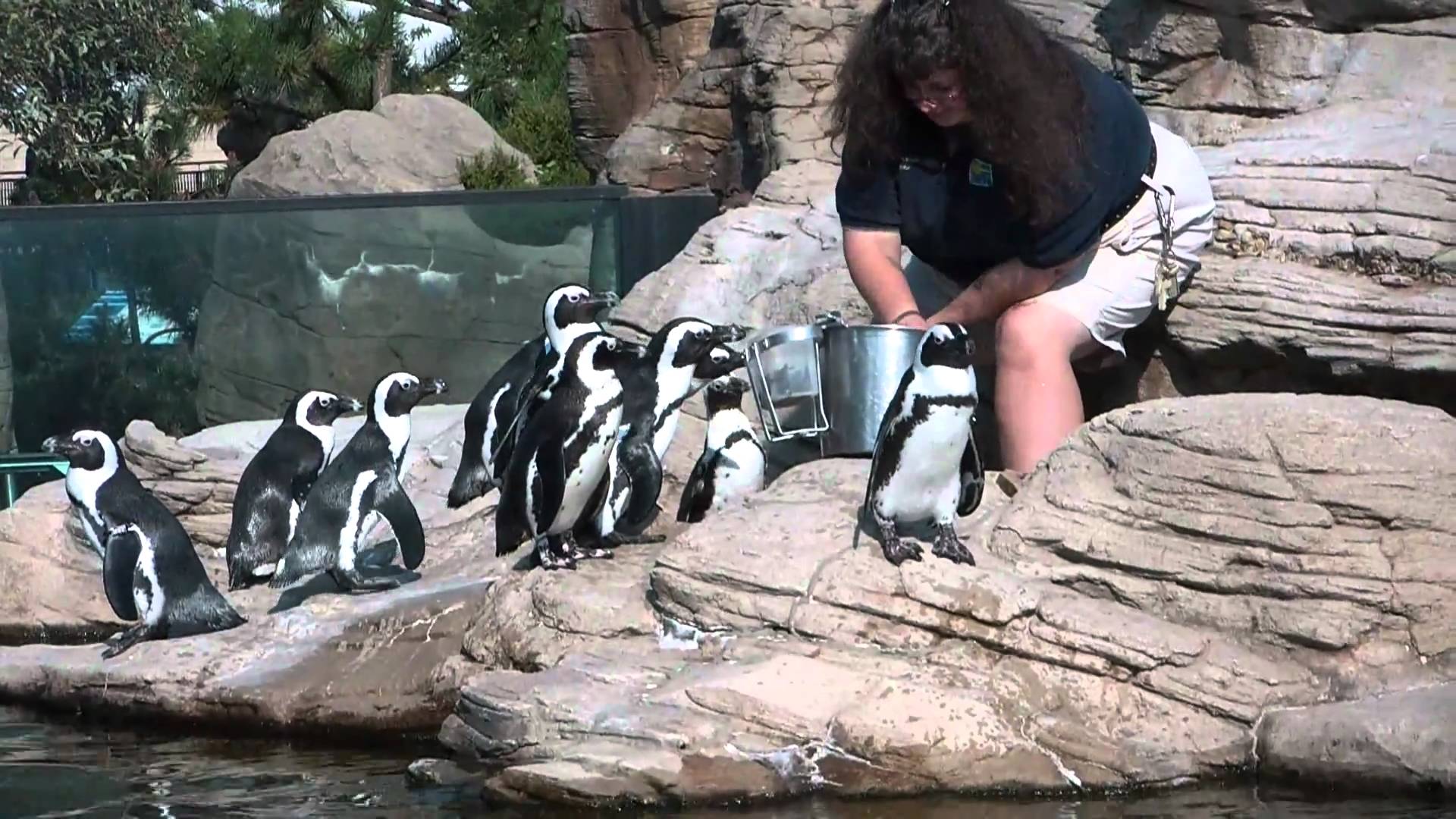 Penguin Feeding Really Cute! - YouTube