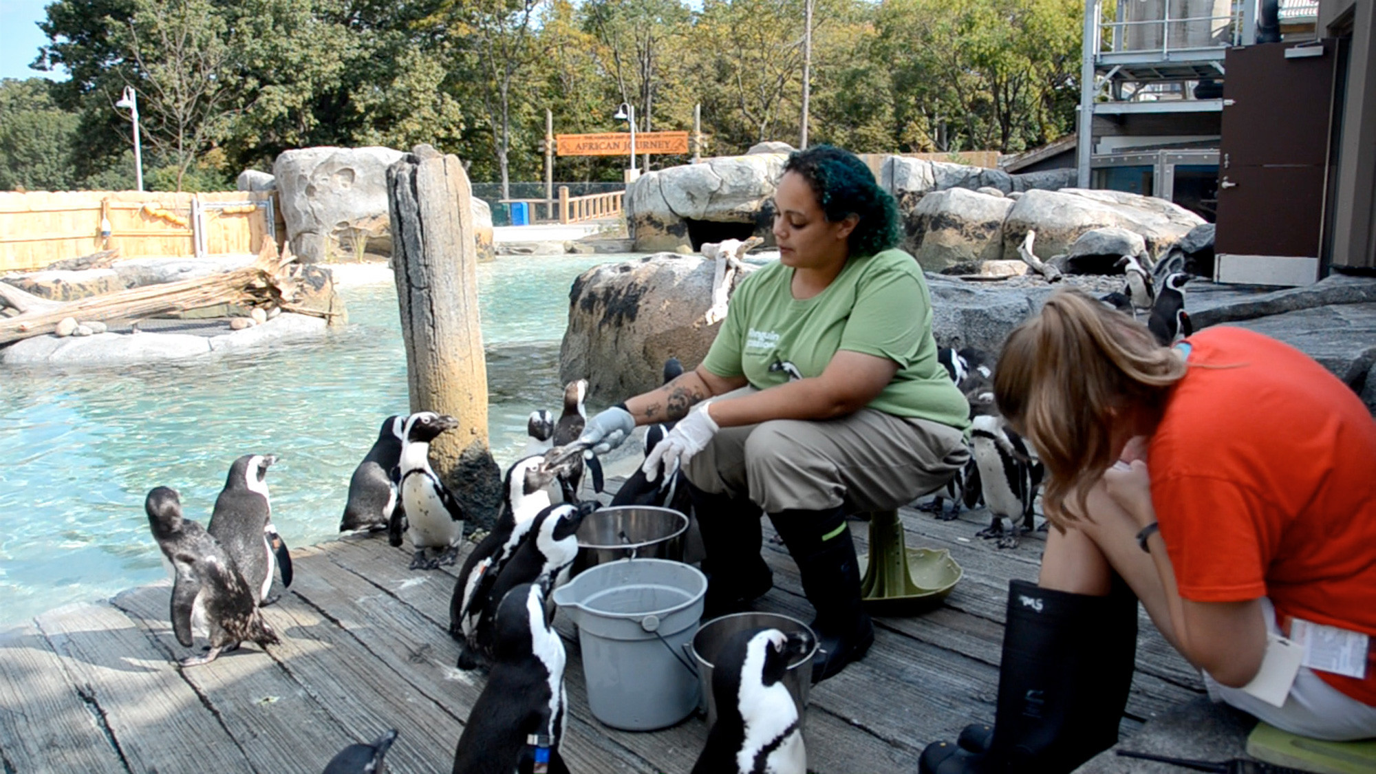 Feeding of penguins photo