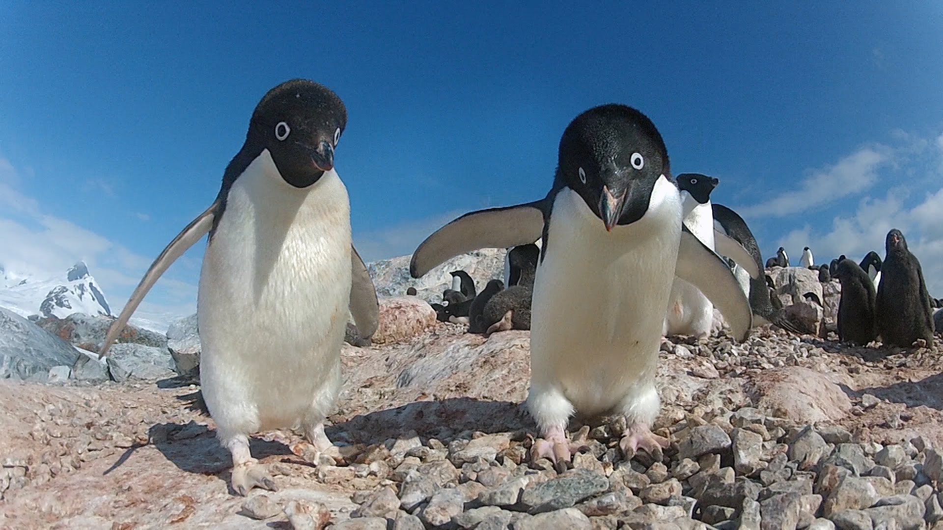 Penguins feeding their chicks - Doug Allan talks about cute but ...