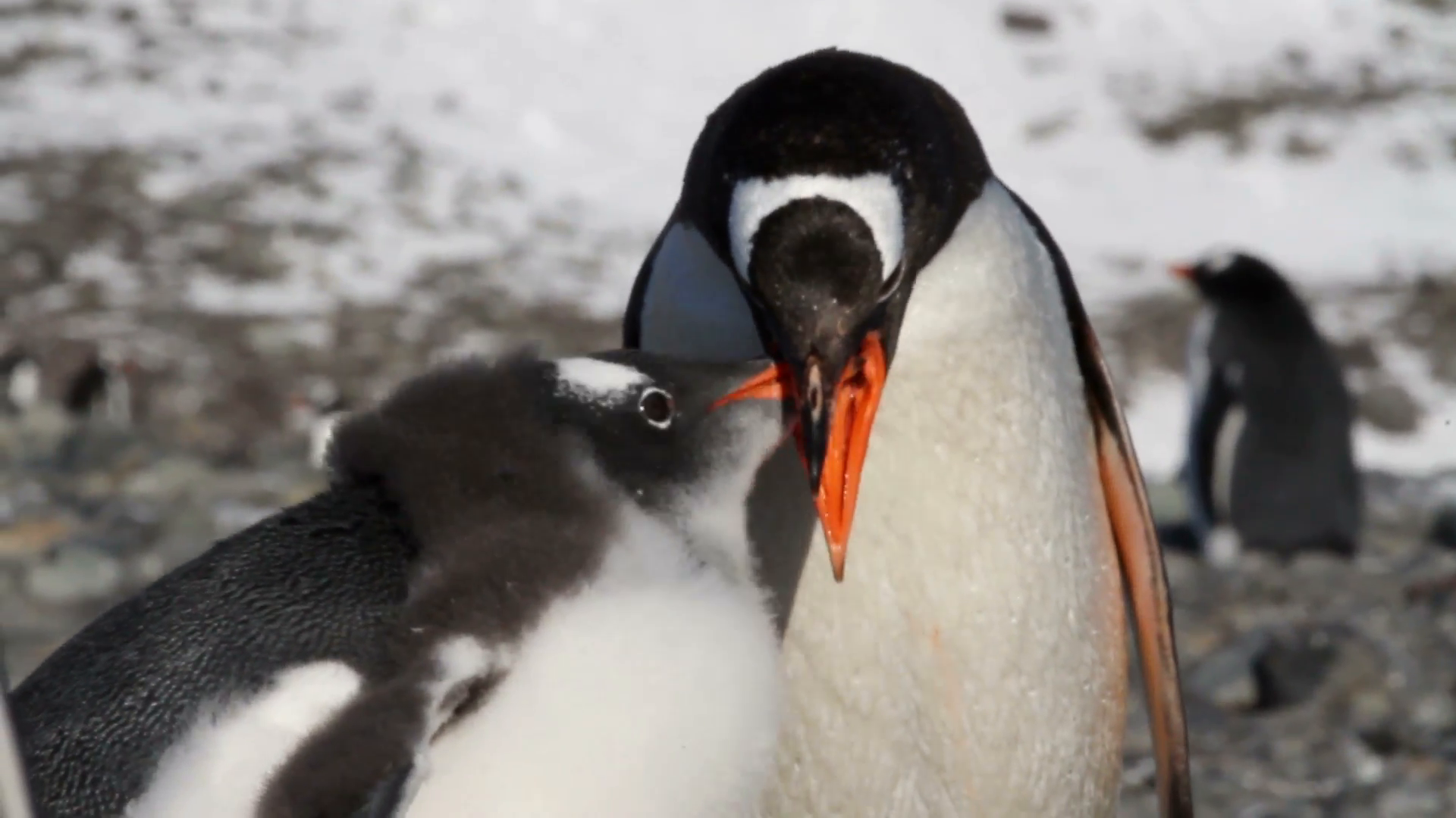 Gentoo penguins feeding Gentoo Penguin's feeding krill Stock Video ...