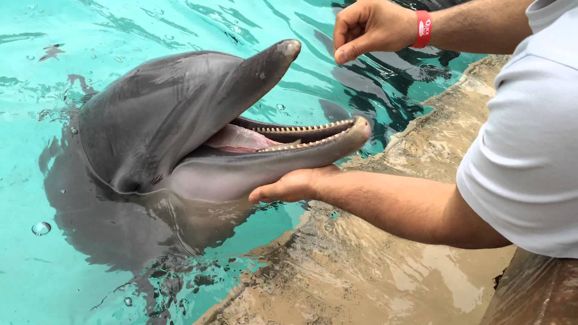 Feeding dolphins in Seaworld, orlando,Fl. Dec 26,2014 - YouTube