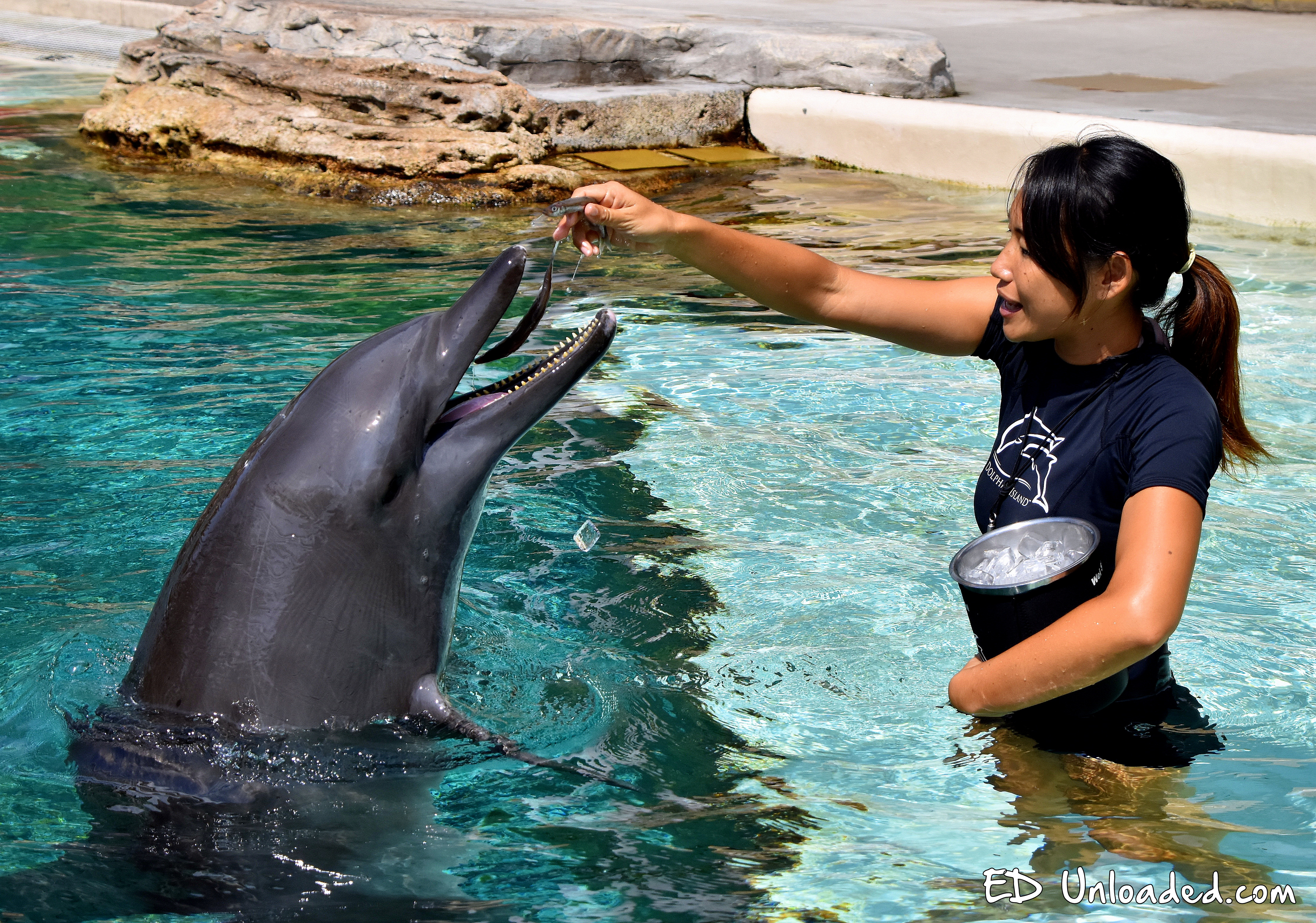 feeding dolphins - Ed Unloaded.com | Parenting, Lifestyle, Travel Blog