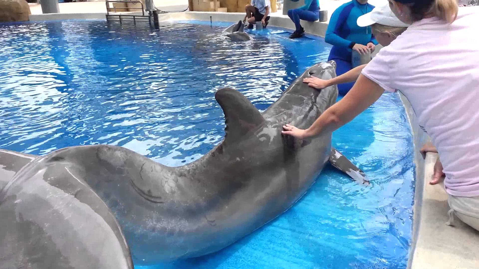 Petting & Feeding Dolphins - YouTube