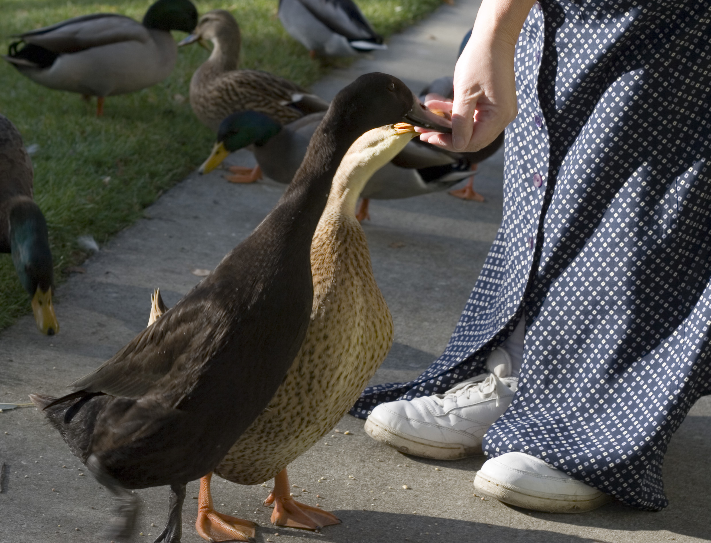 Feeding Ducks by Hand | photo page - everystockphoto