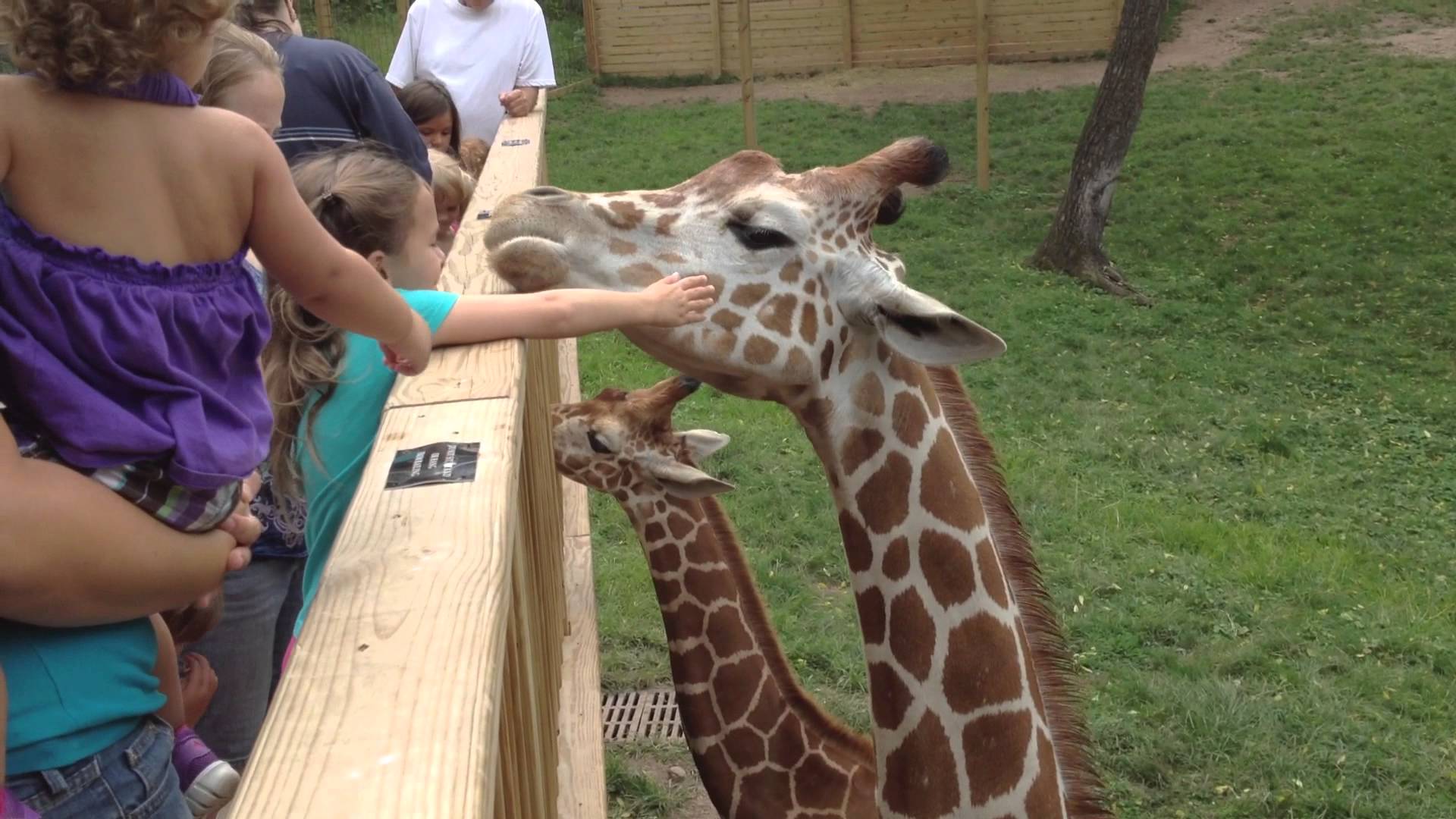 Feeding giraffes at Elmwood Park Zoo - YouTube