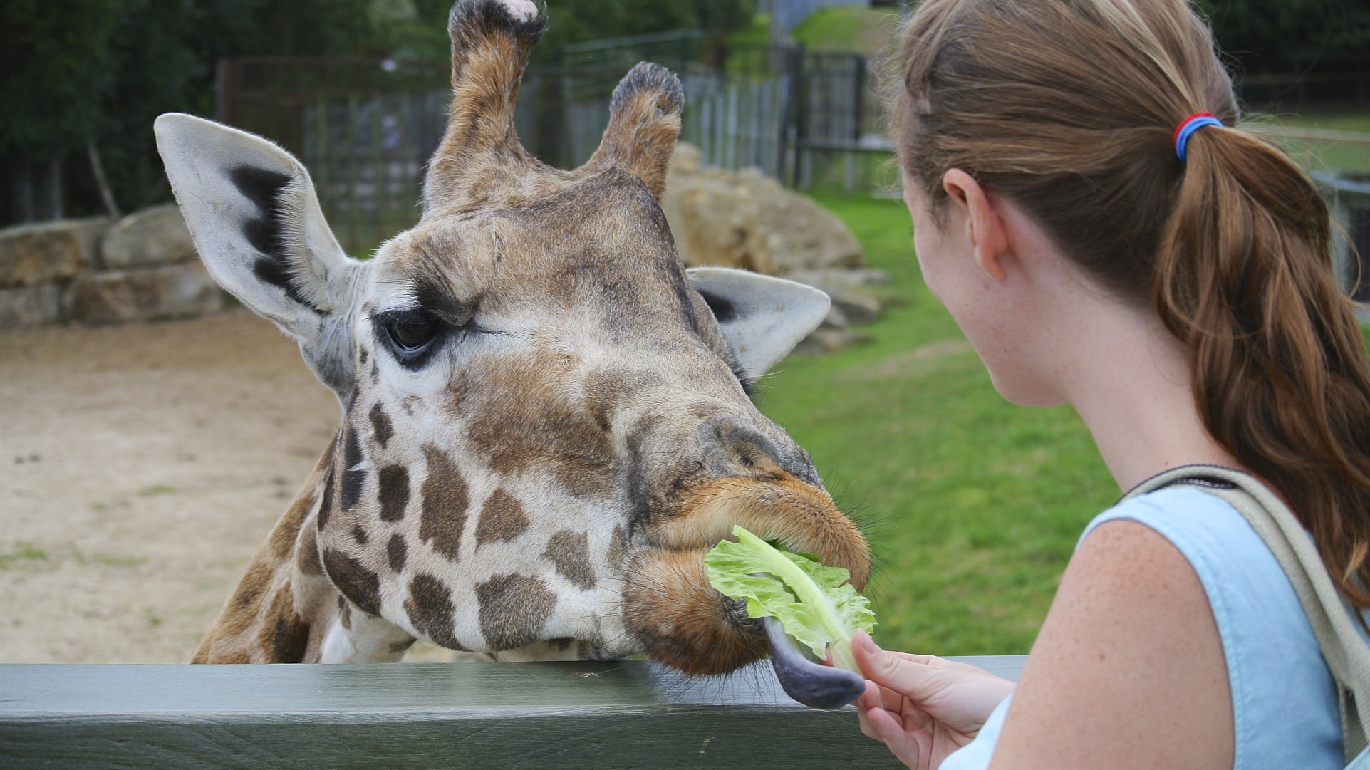 File:Feeding the giraffe at Longleat (9657707014).jpg - Wikimedia ...