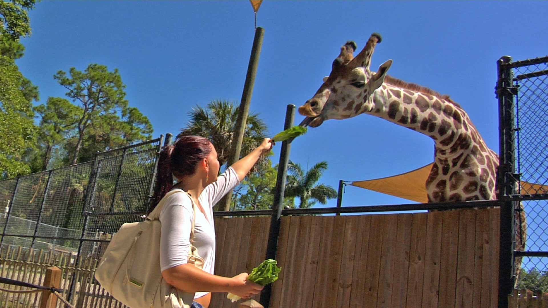 SWFL-TV – Hand-feed the Giraffes at the Naples Zoo