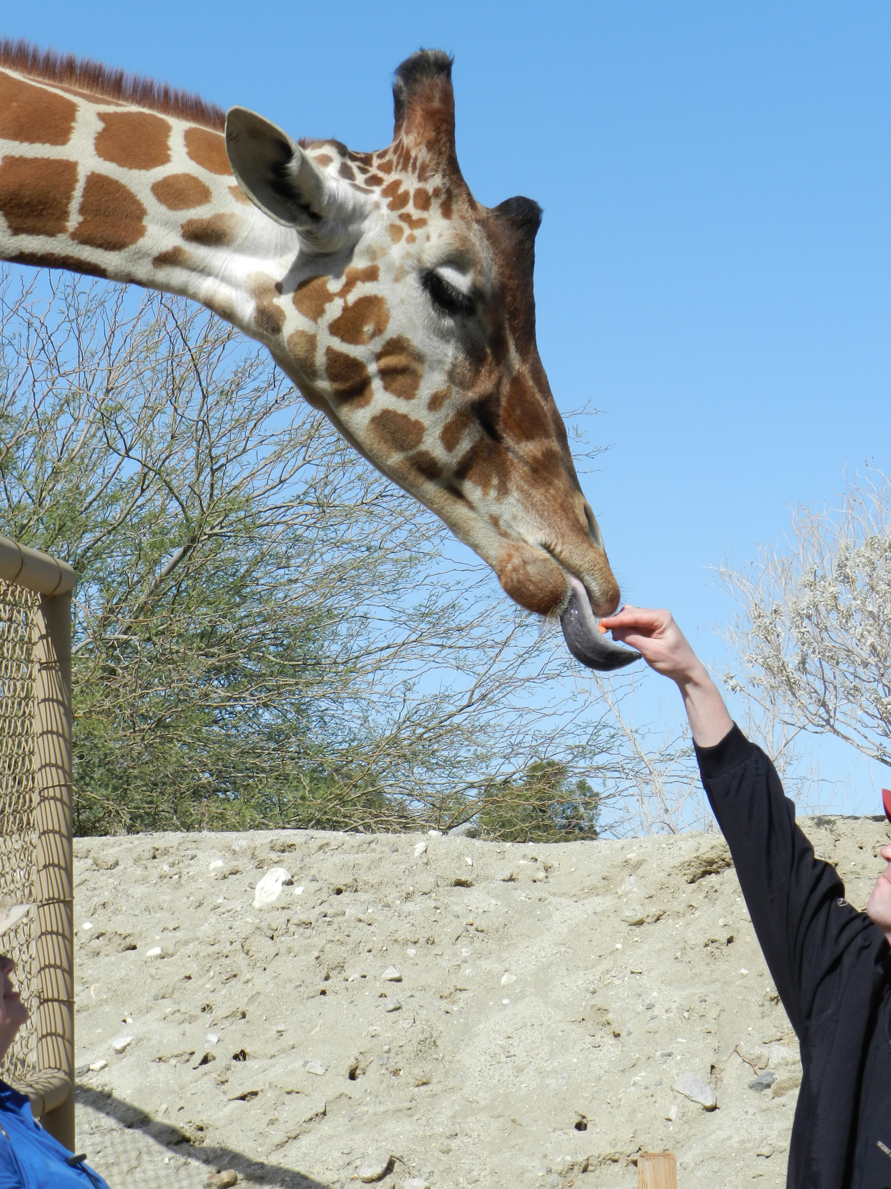 Feeding a Giraffe | PSP - I love you.