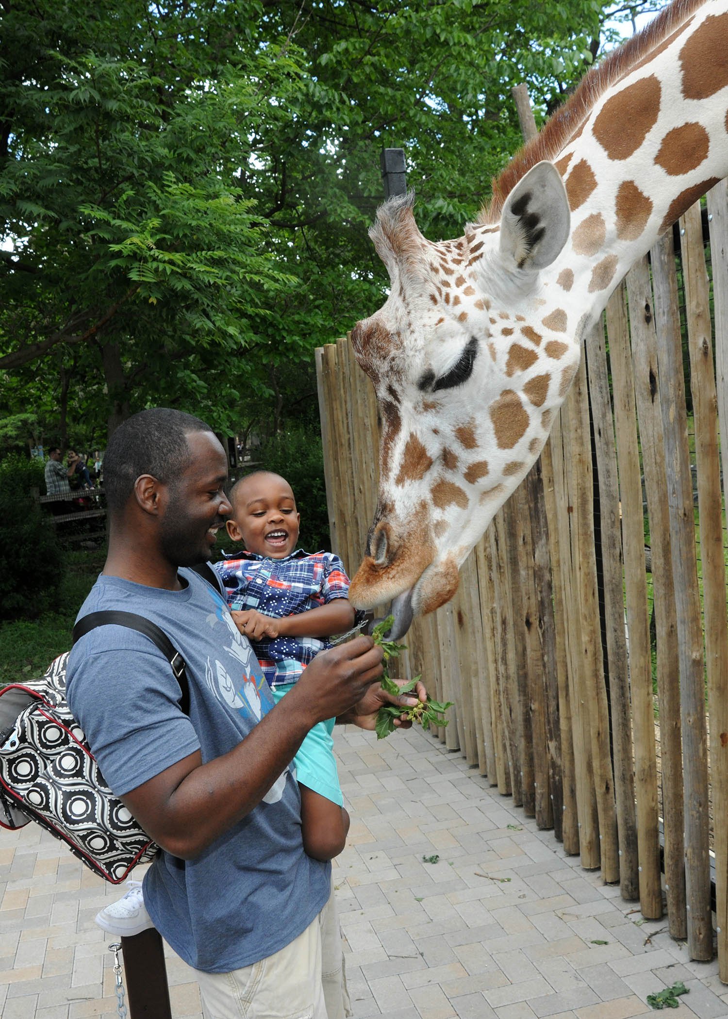 Brookfield Zoo guests can now meet penguins, feed giraffes | WGN-TV