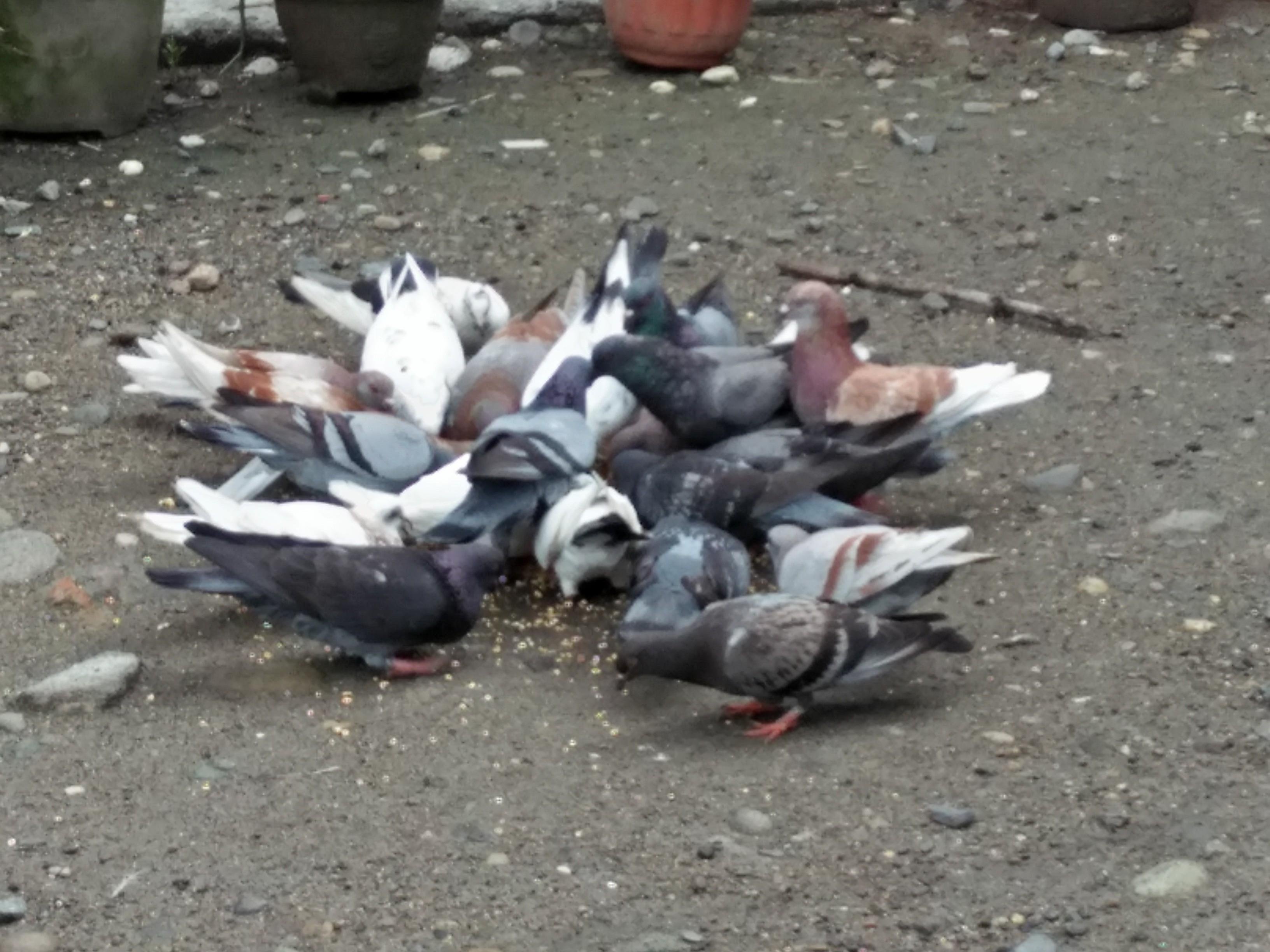 Feeding the pigeons photo