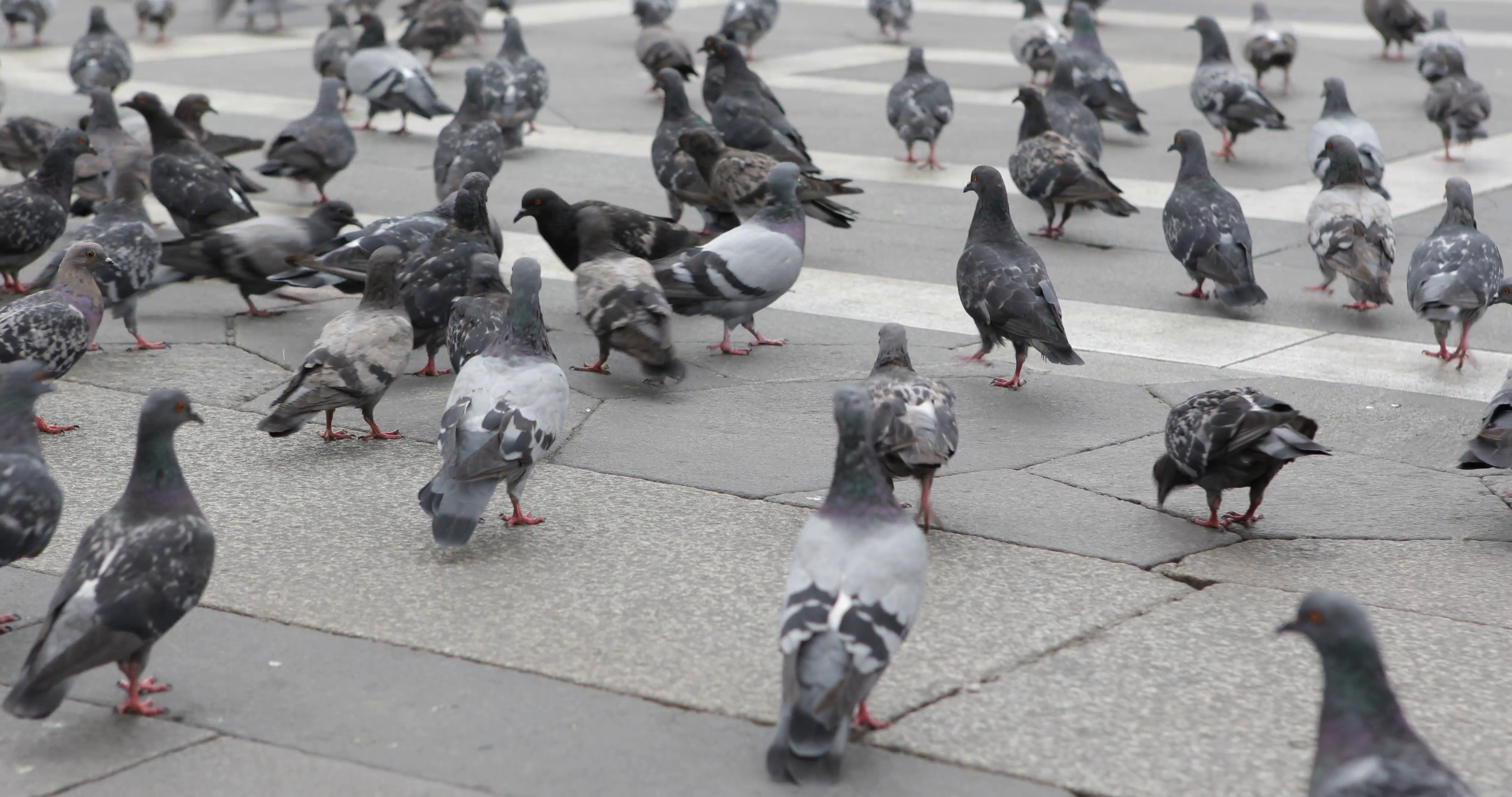 UHD 4K Flock Pigeons Bird Feeding Grey Dove Flying Street Pavement ...
