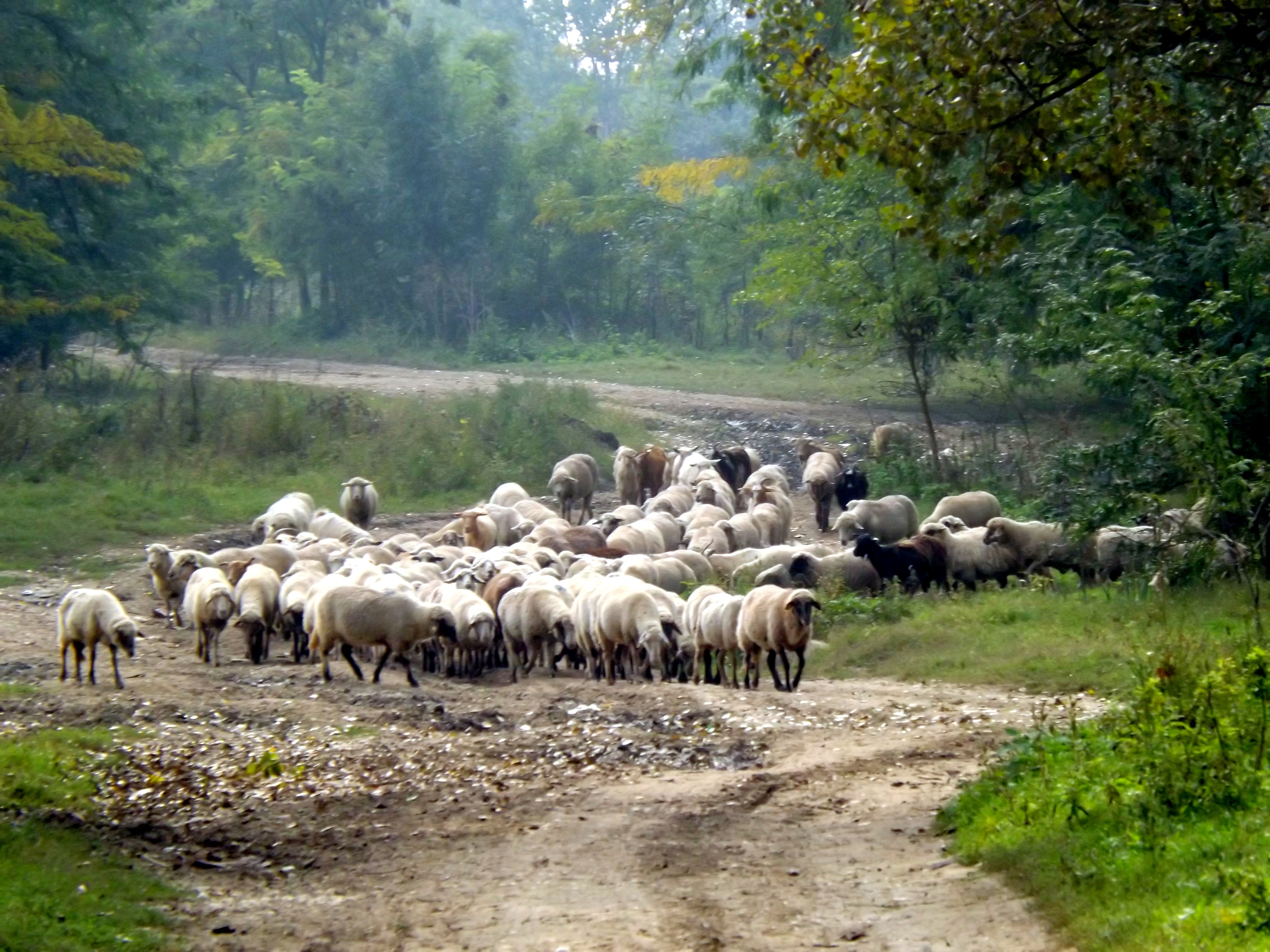 Feeding, Animal, Herd, Herding, Sheep, HQ Photo