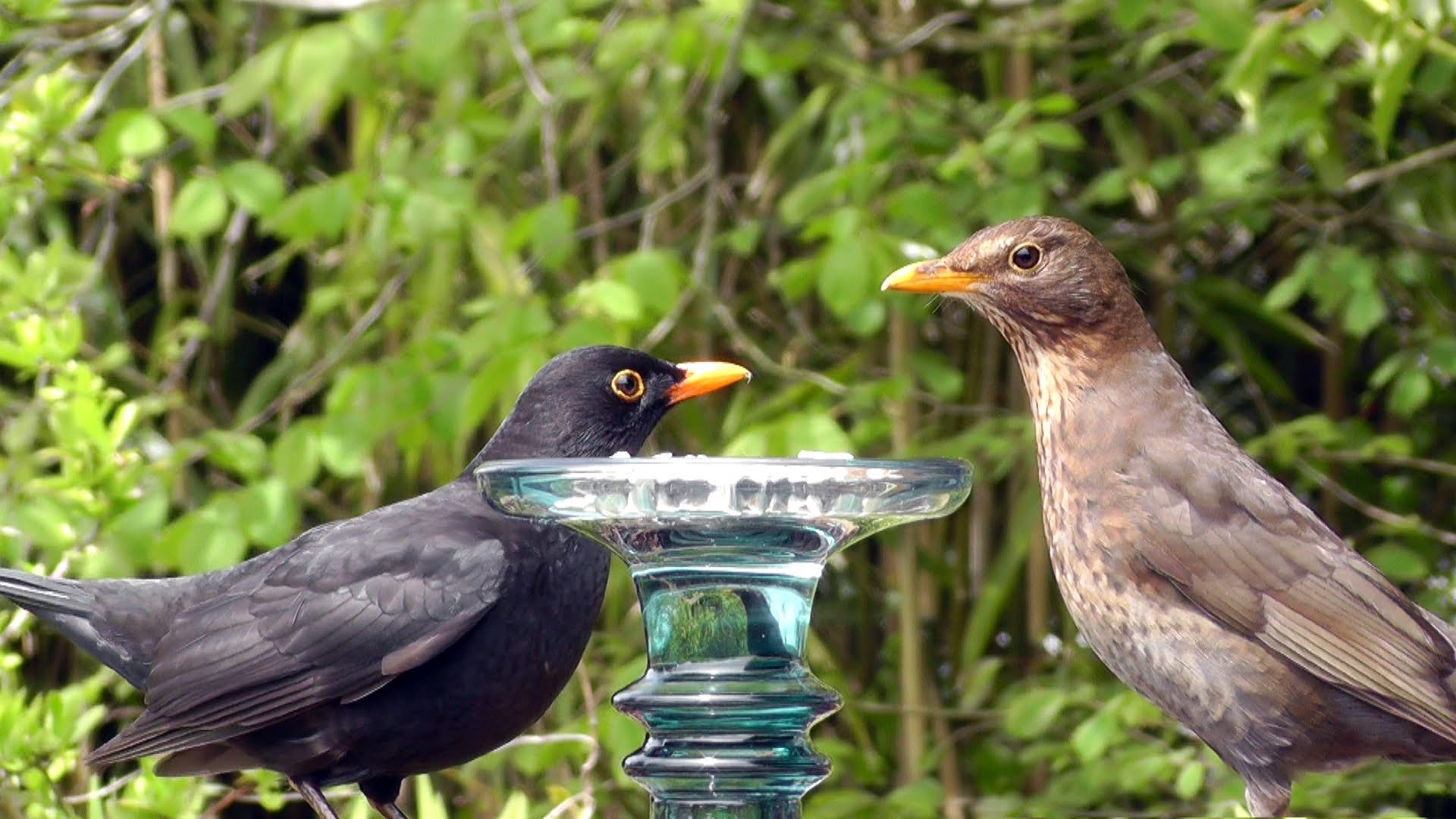 Male and Female Blackbird - Birds on Display - YouTube