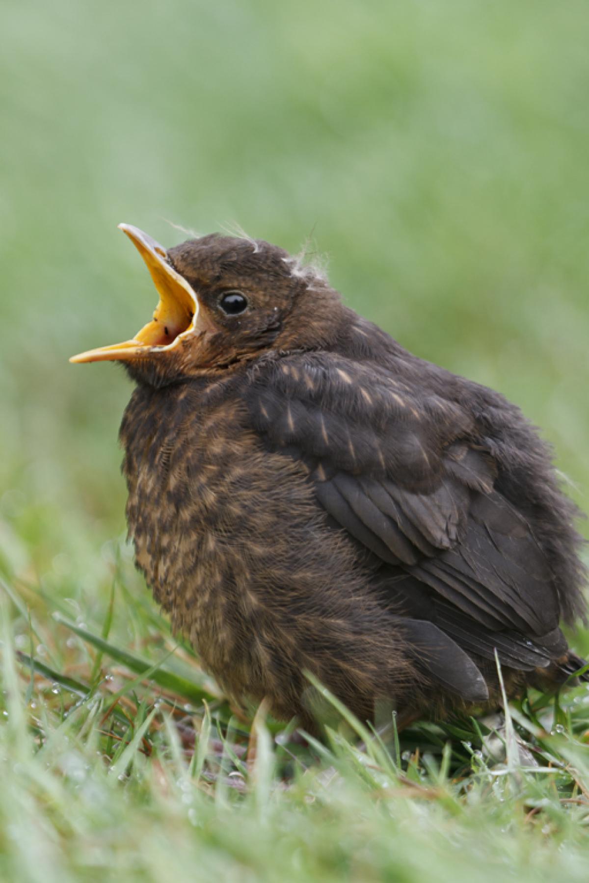 Eurasian blackbird | New Zealand Birds Online