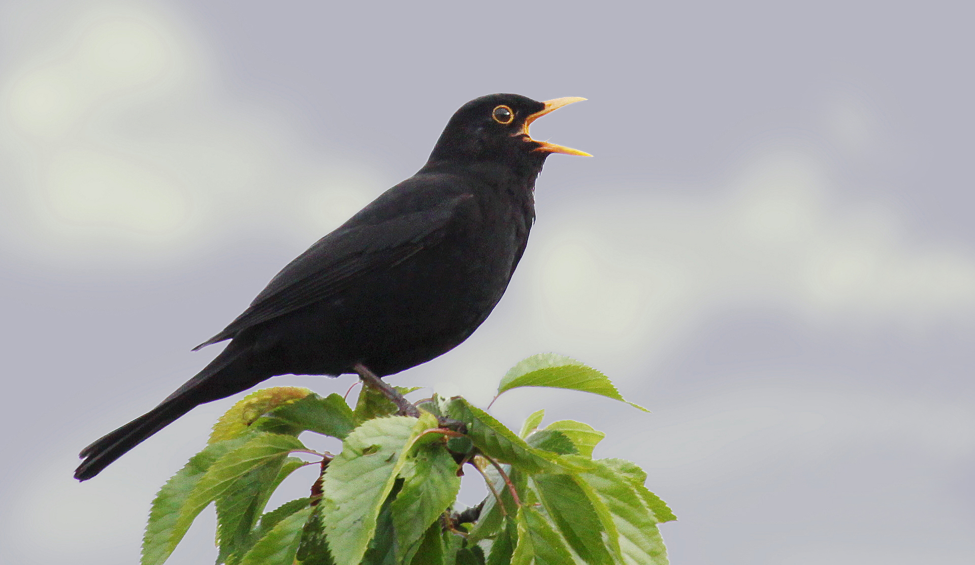 The Songs And Calls Of The Blackbird – Maurice's Wildlife Garden and ...