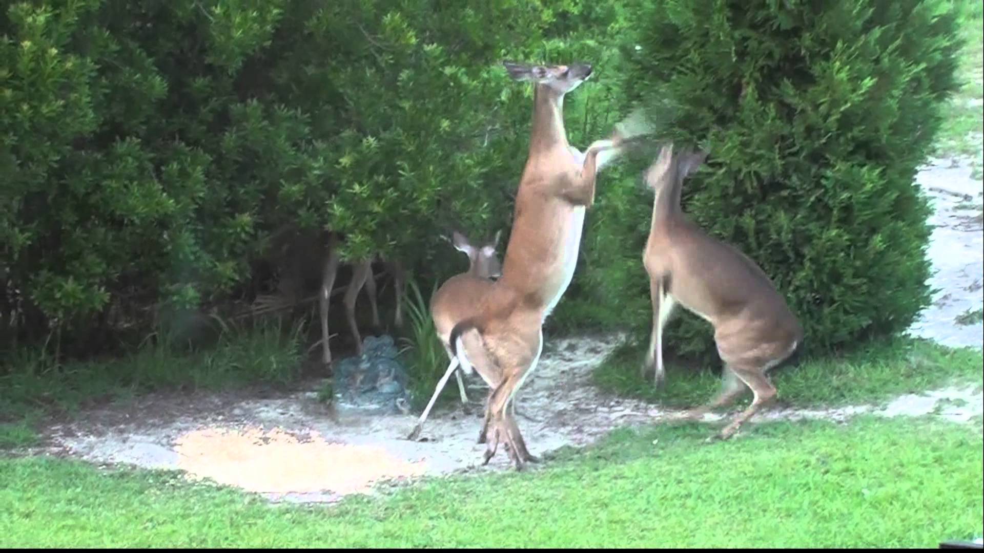 Female deer showing male who's boss! - YouTube