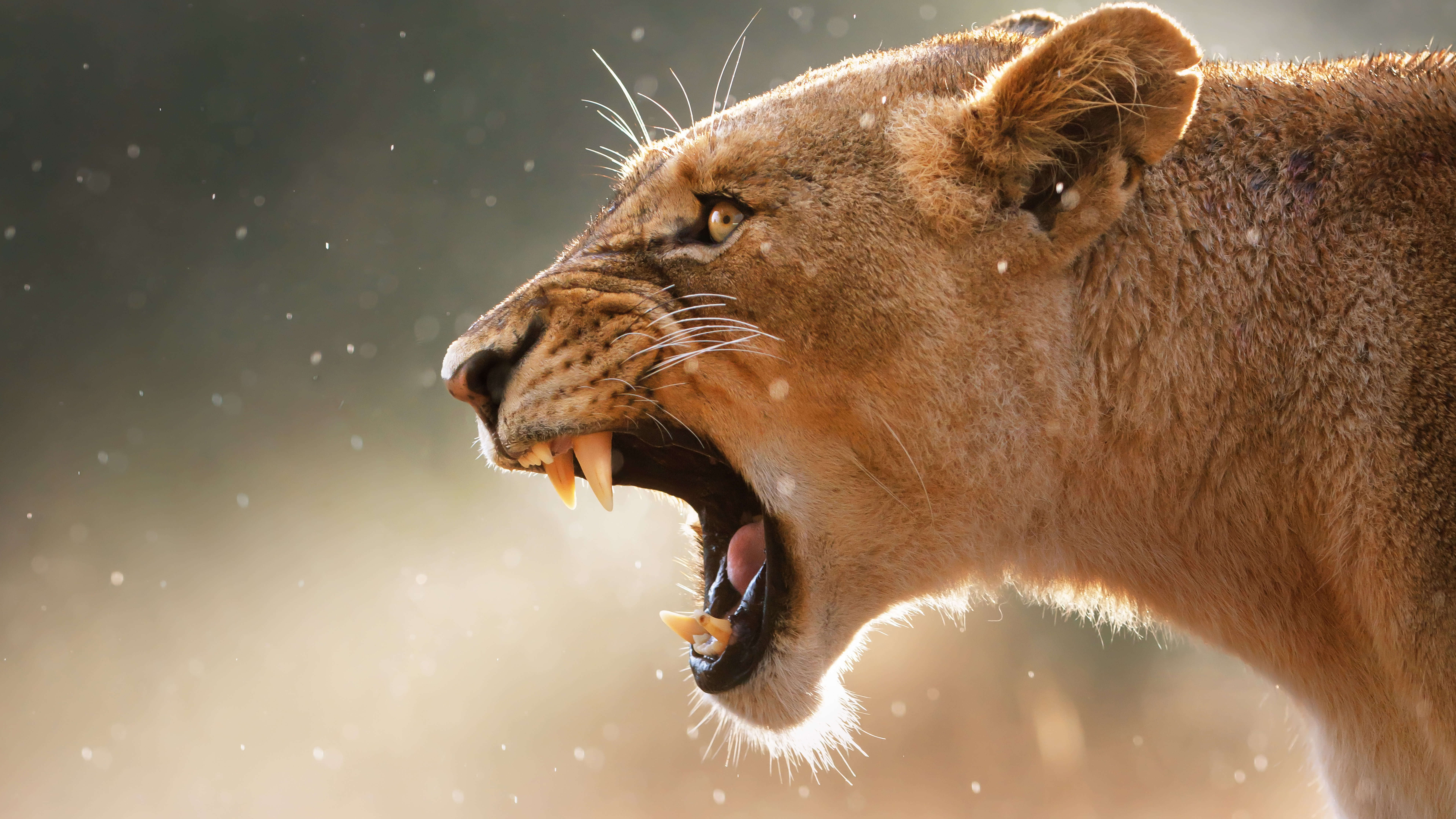 Angry Female Lion UHD 8K Wallpaper | Pixelz