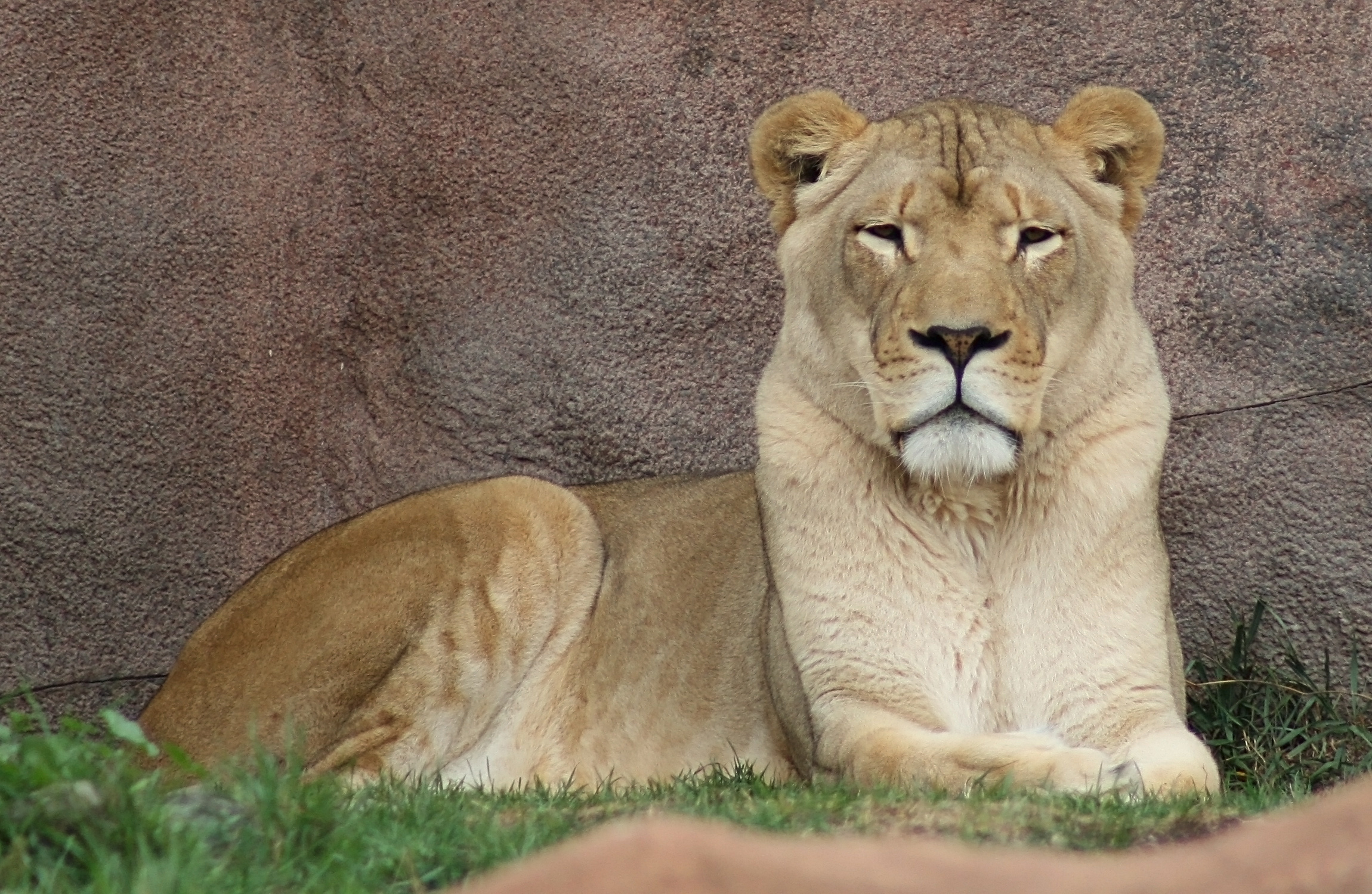 File:Female African Lion (Panthera leo) (0347) - Relic38.jpg ...