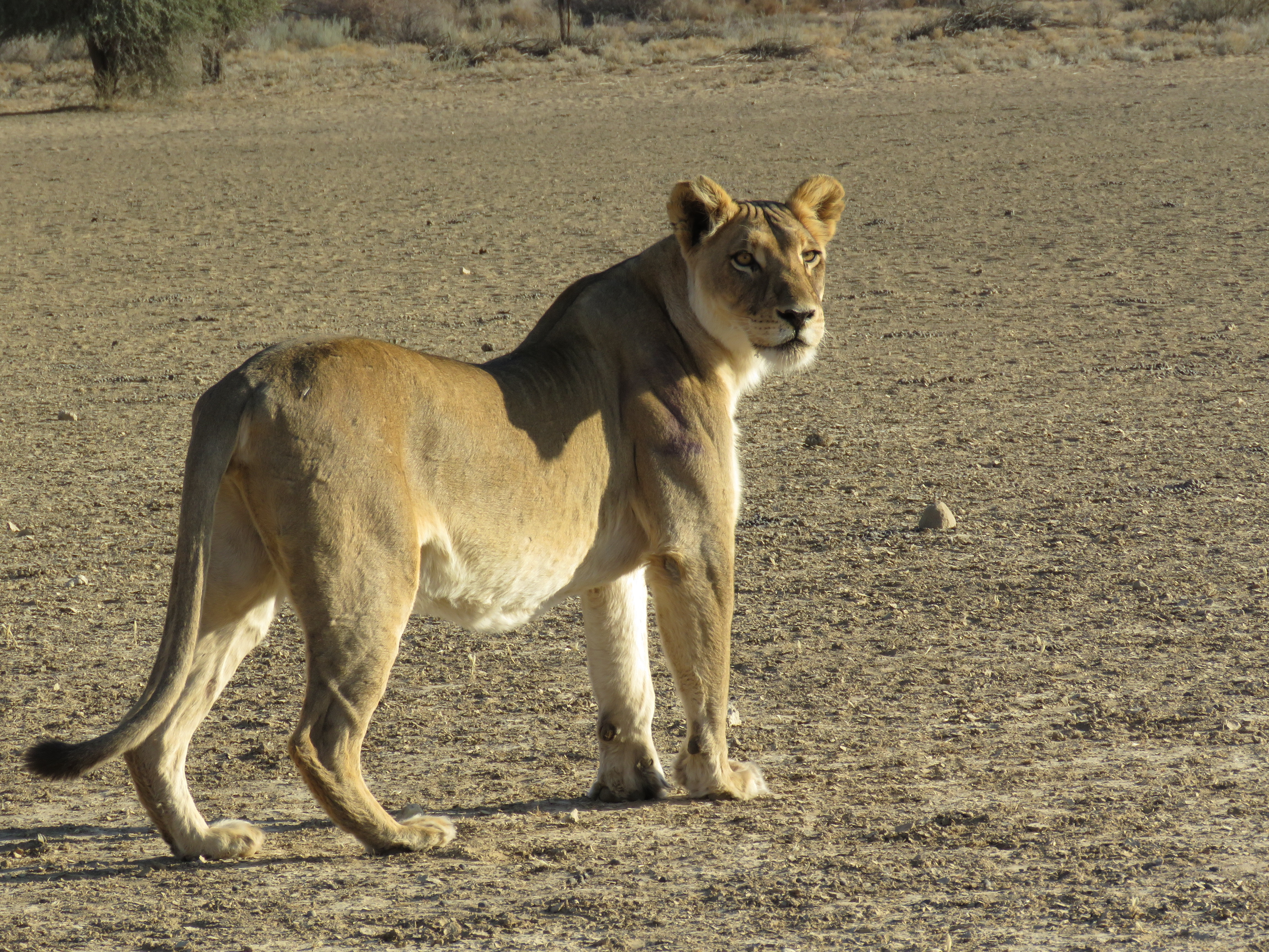 Female lion in the Kgalagadi - hb | SASAS | South African Society ...