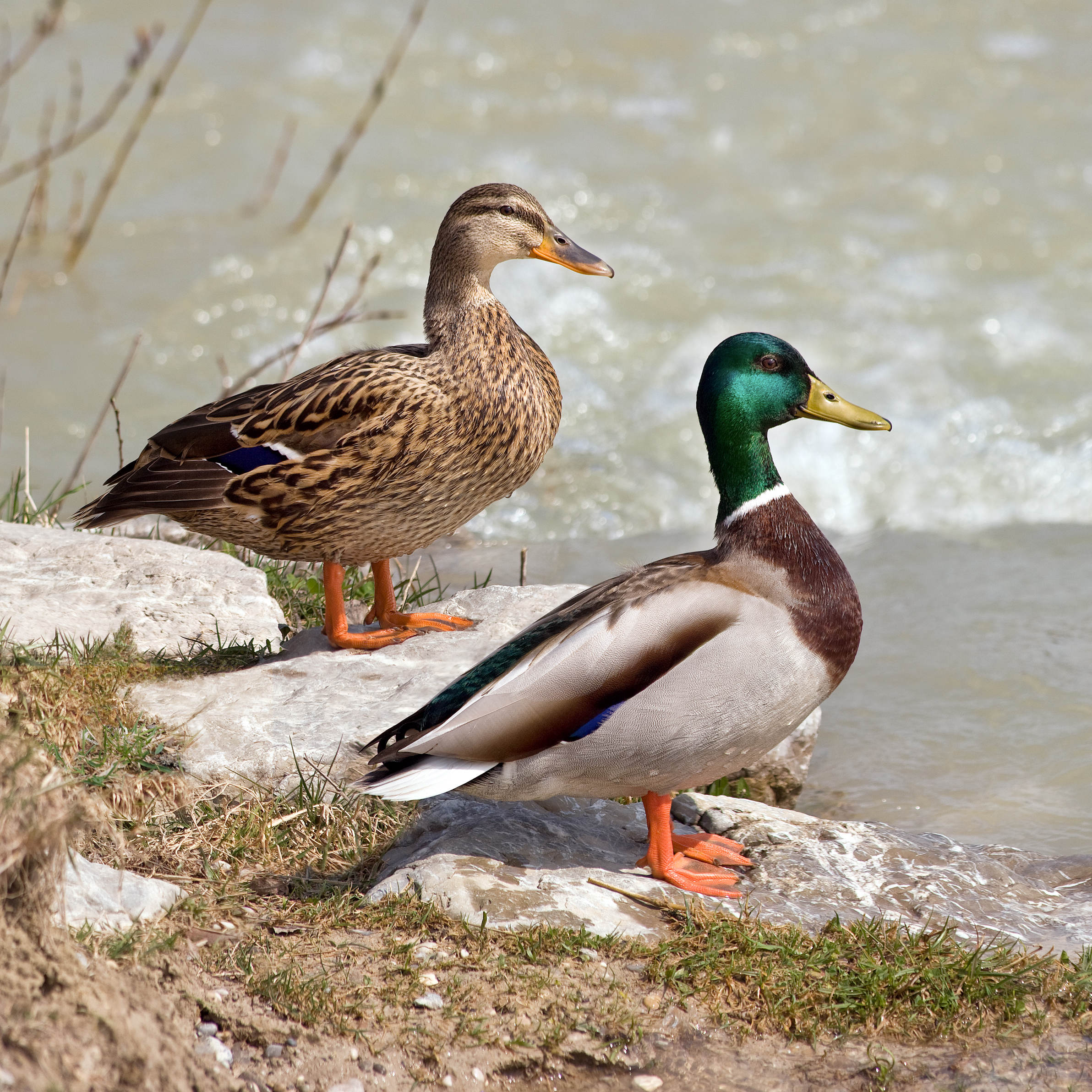 Wild ducks photo
