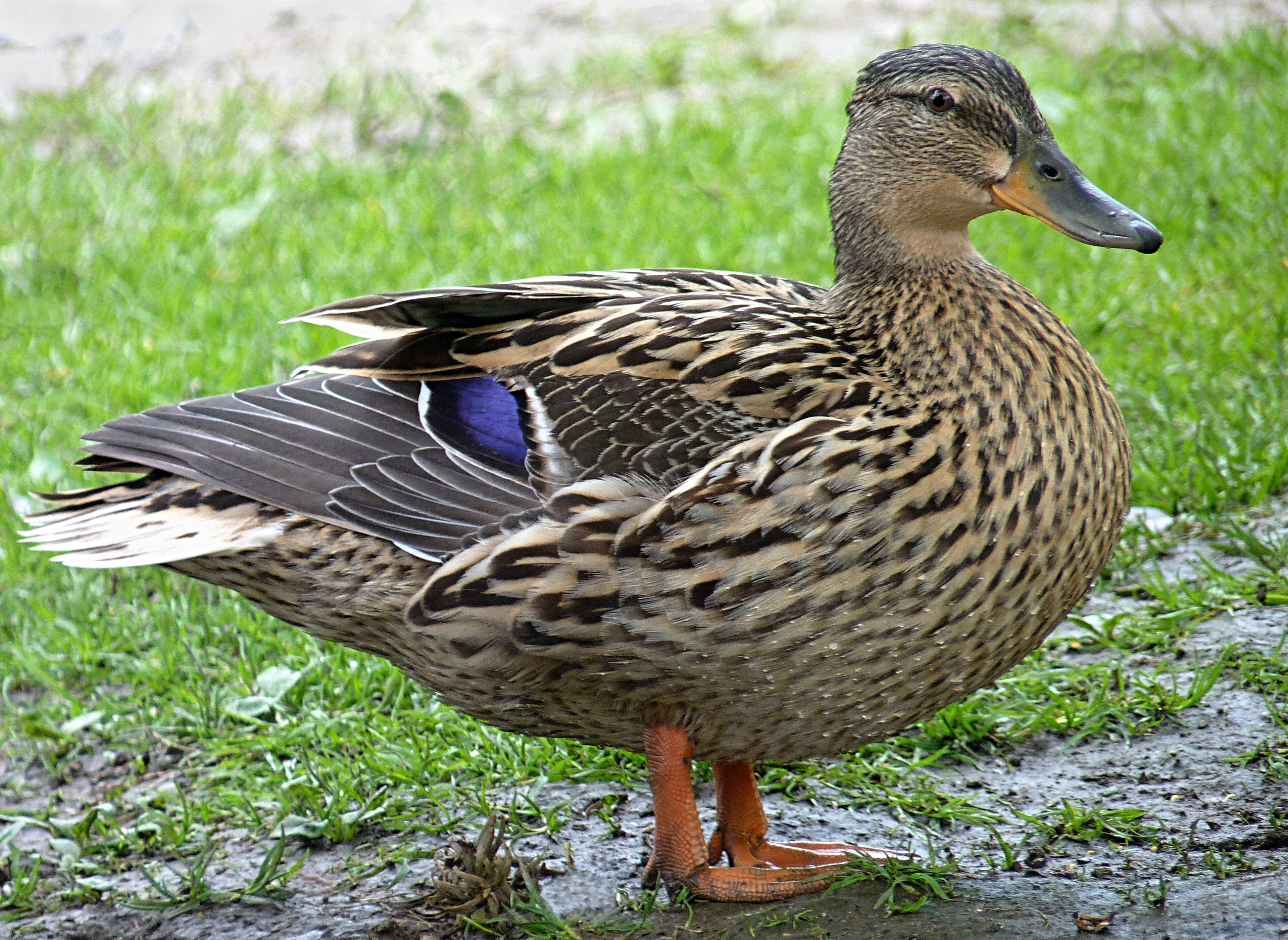 File:Female mallard duck J2.jpg - Wikimedia Commons