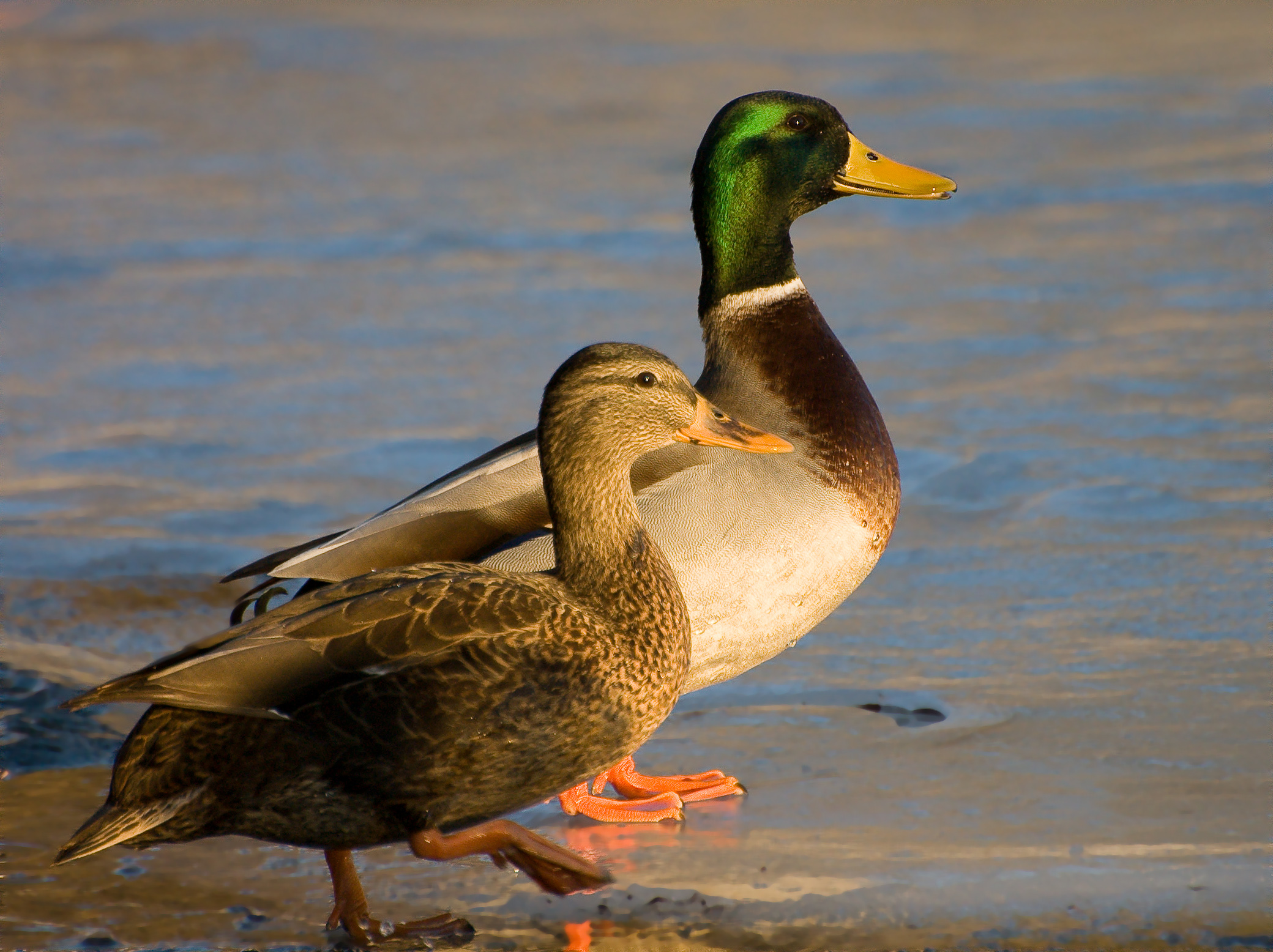 File:Male and Female mallard ducks.jpg - Wikimedia Commons