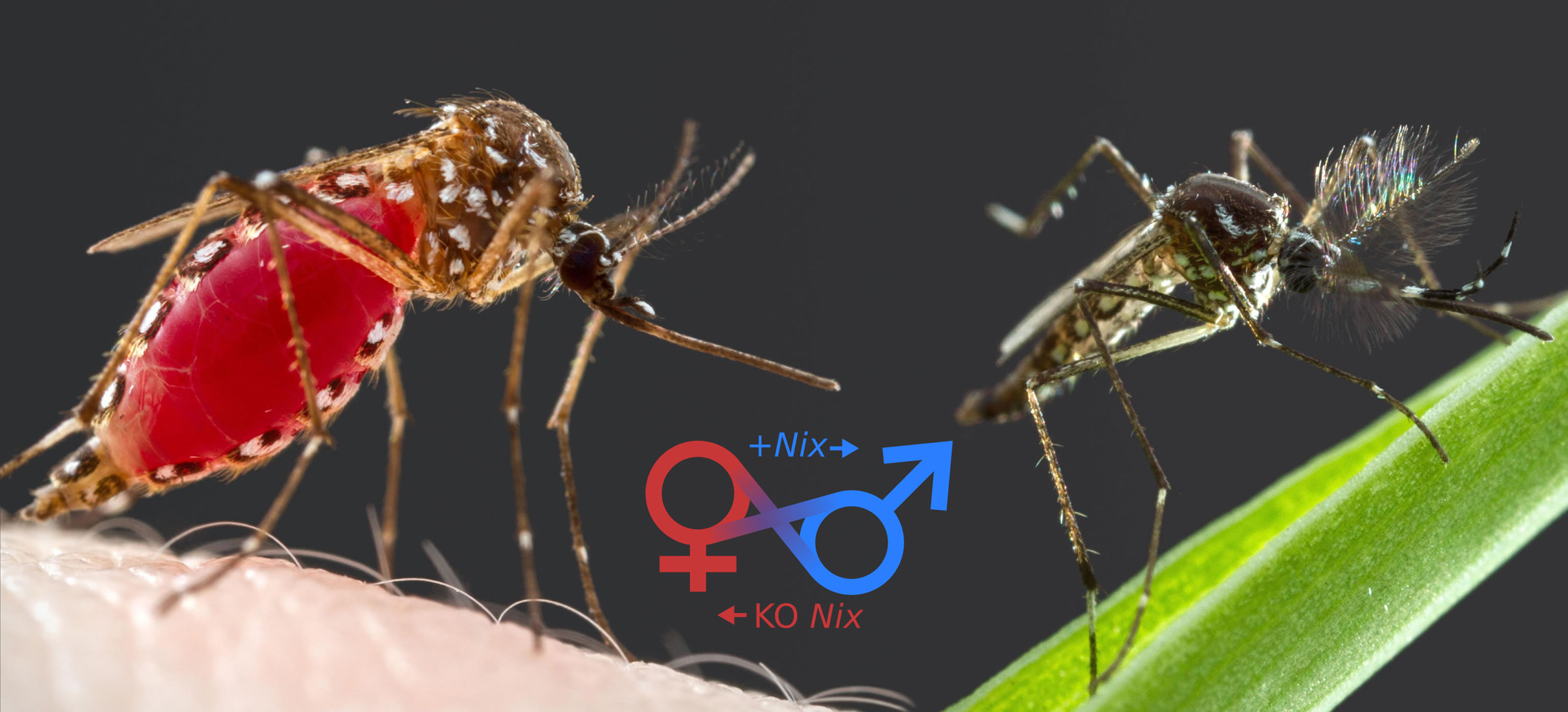 A mosquito sex-determining gene could help fight dengue fever, life ...
