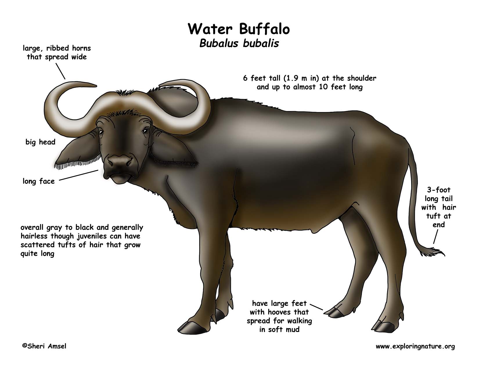 Water Buffalo