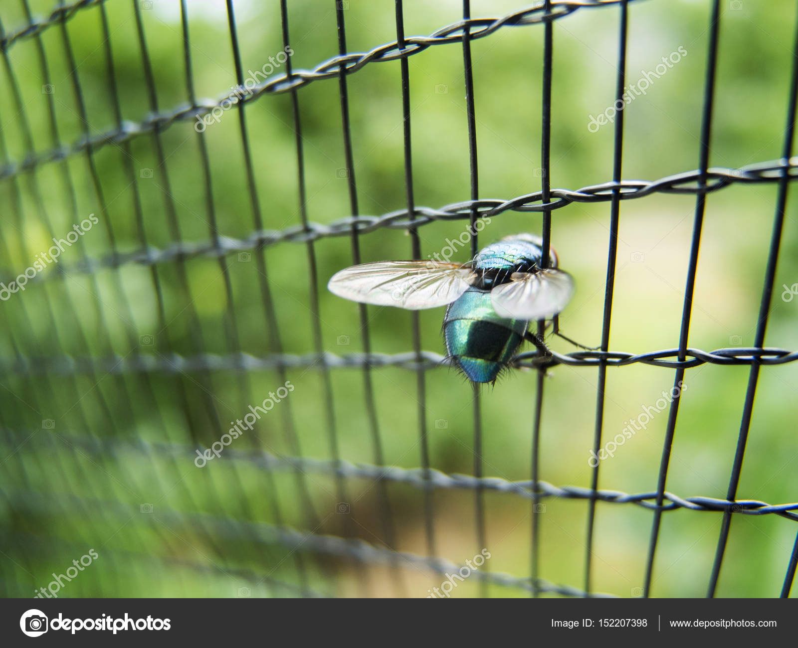 Fly in the fence — Stock Photo © Fotandy #152207398