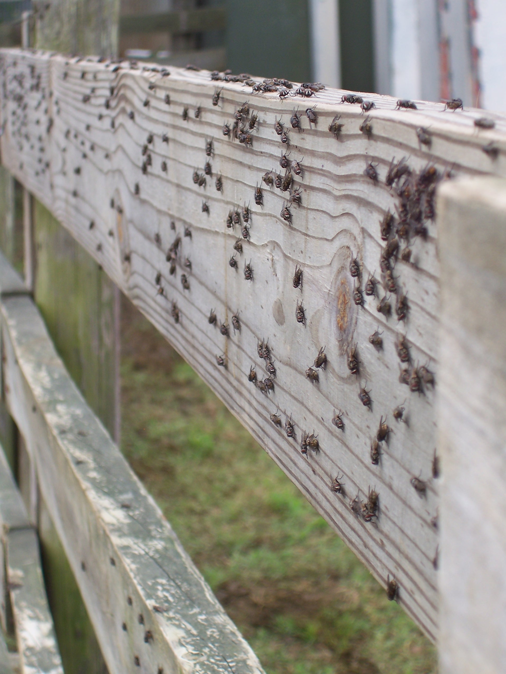Face Fly Pest Management | NC State Extension